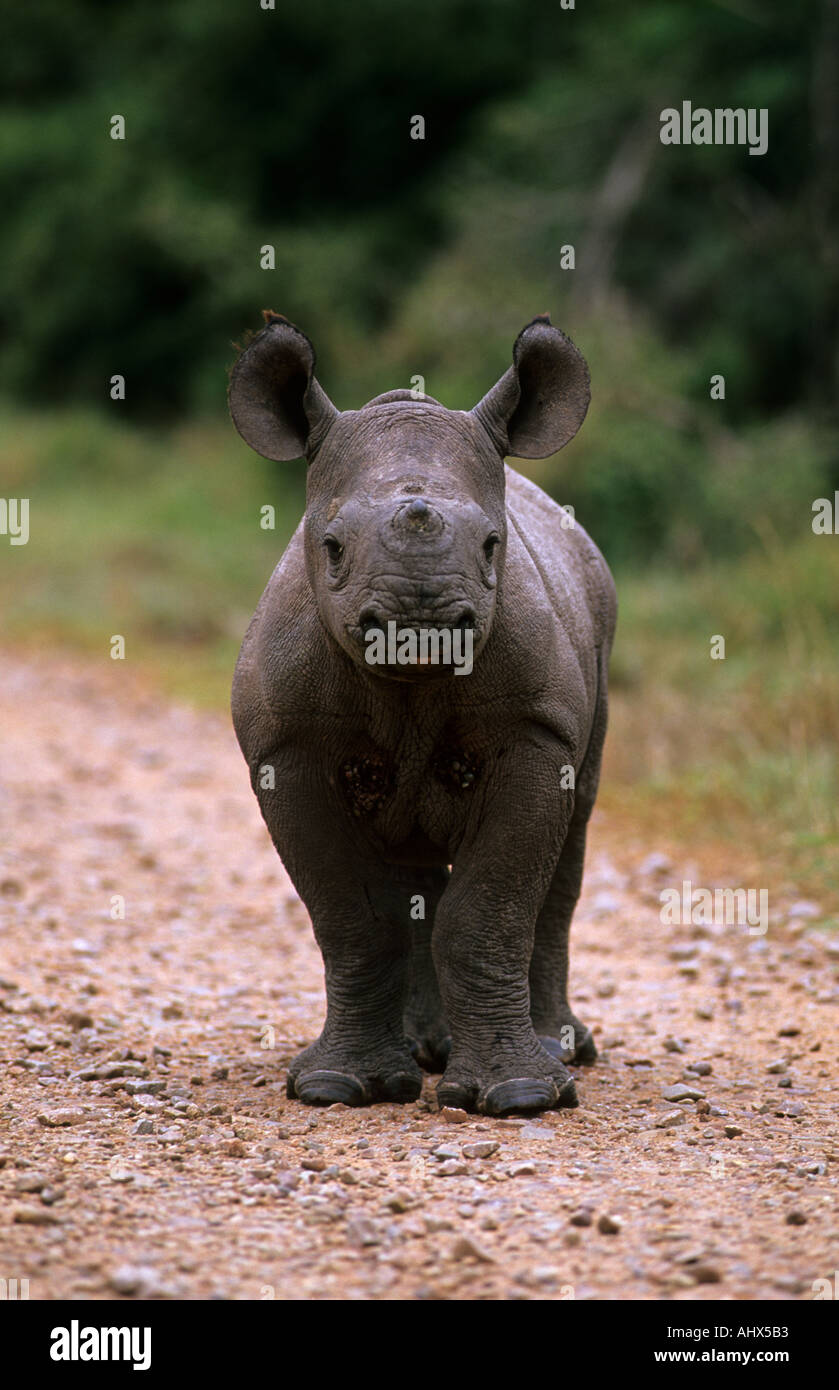 Black rhino calf Diceros bicornis Greater Addo South Africa Stock Photo