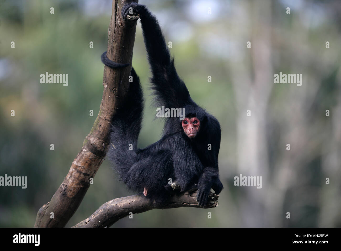 Red faced spider monkey Ateles paniscus Brazil Stock Photo