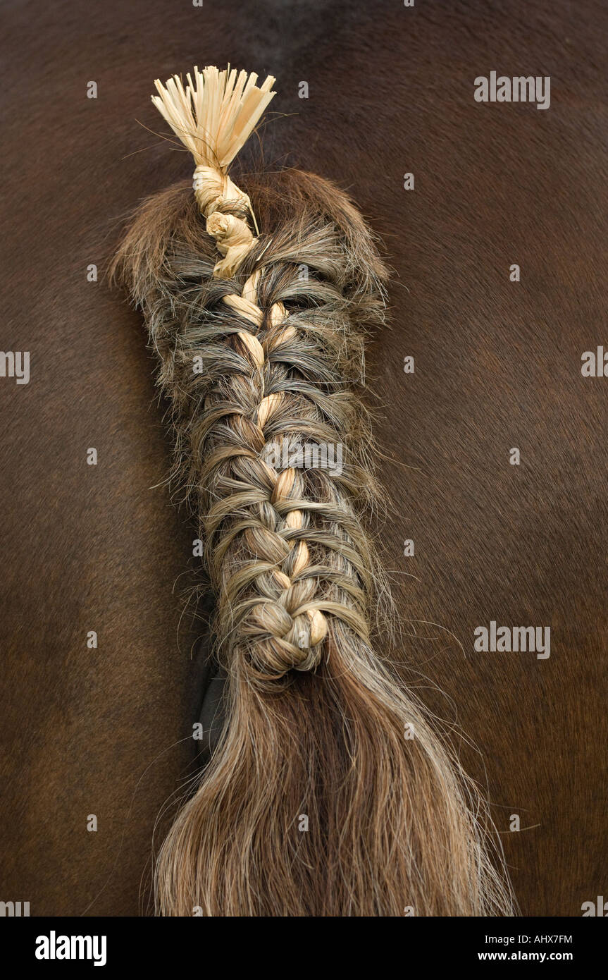 Horse Tail Braid Stock Photos & Horse Tail Braid Stock Images Alamy
