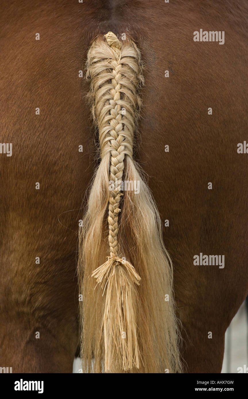 Horse Tail Braid Stock Photos & Horse Tail Braid Stock Images Alamy