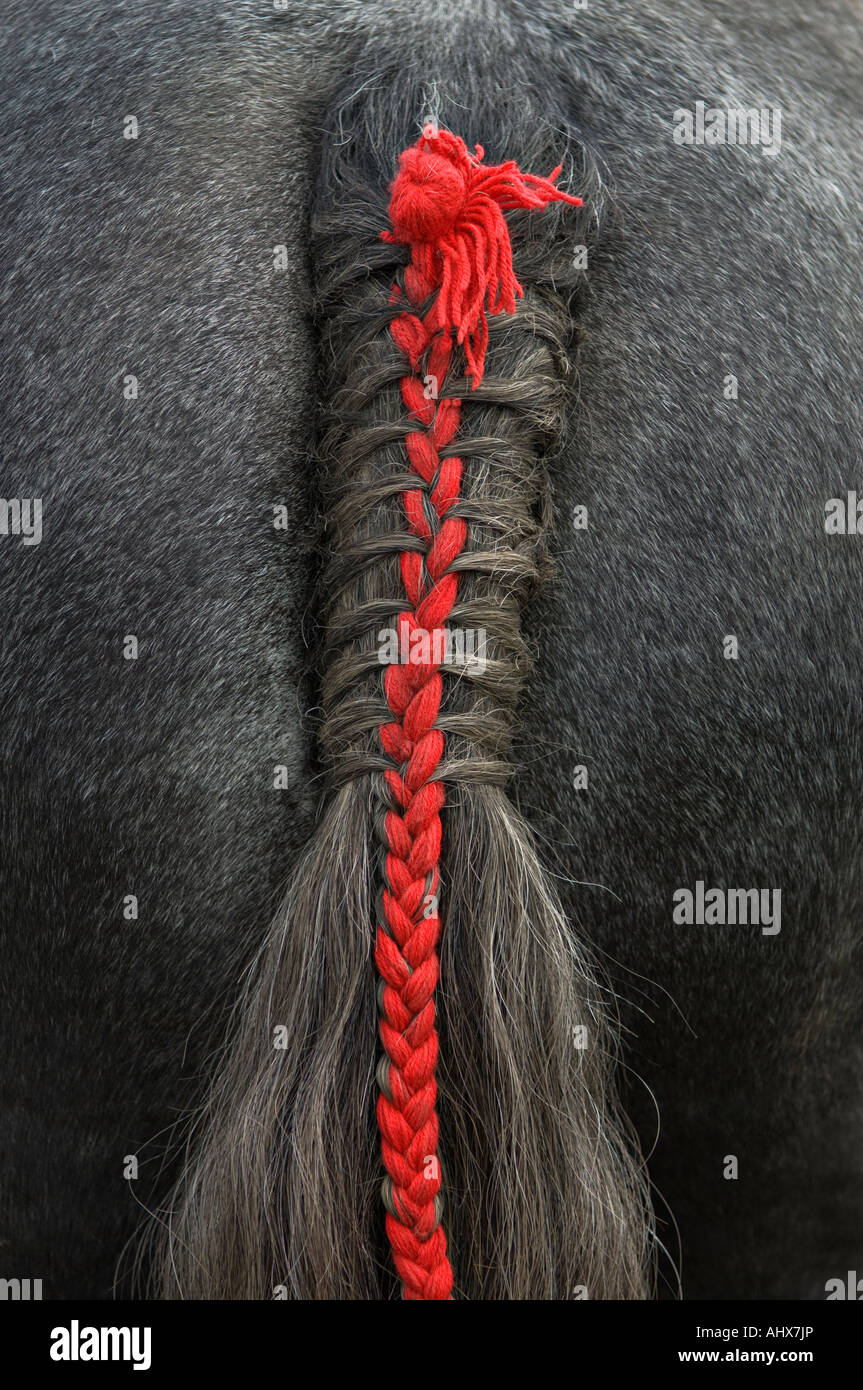 Tail Decoration With Red Ribbon Horse Hair Braid Stock Photo - Download  Image Now - Affectionate, Animal, Animal Family - iStock