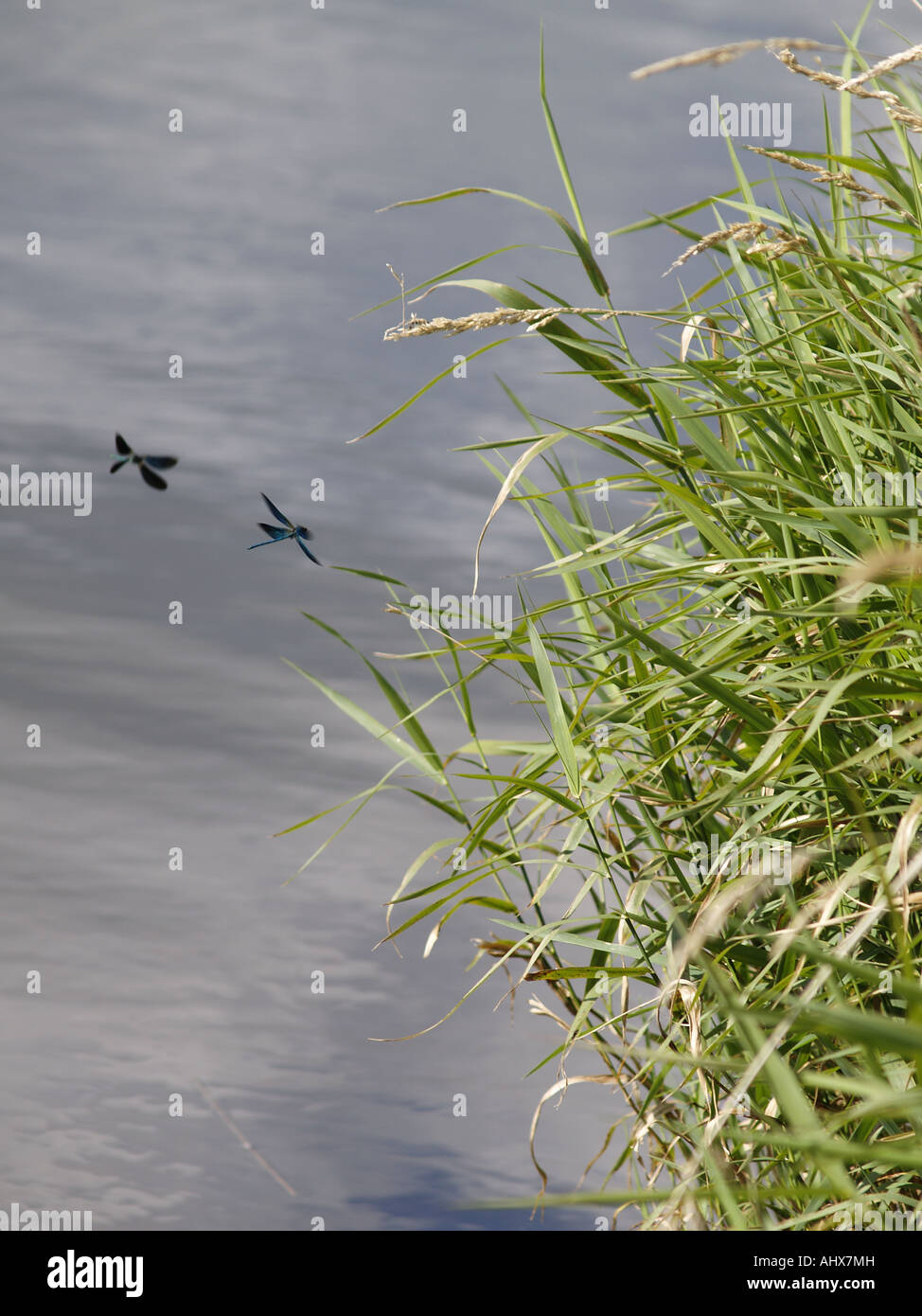Two Damselflies beside the river Stock Photo - Alamy