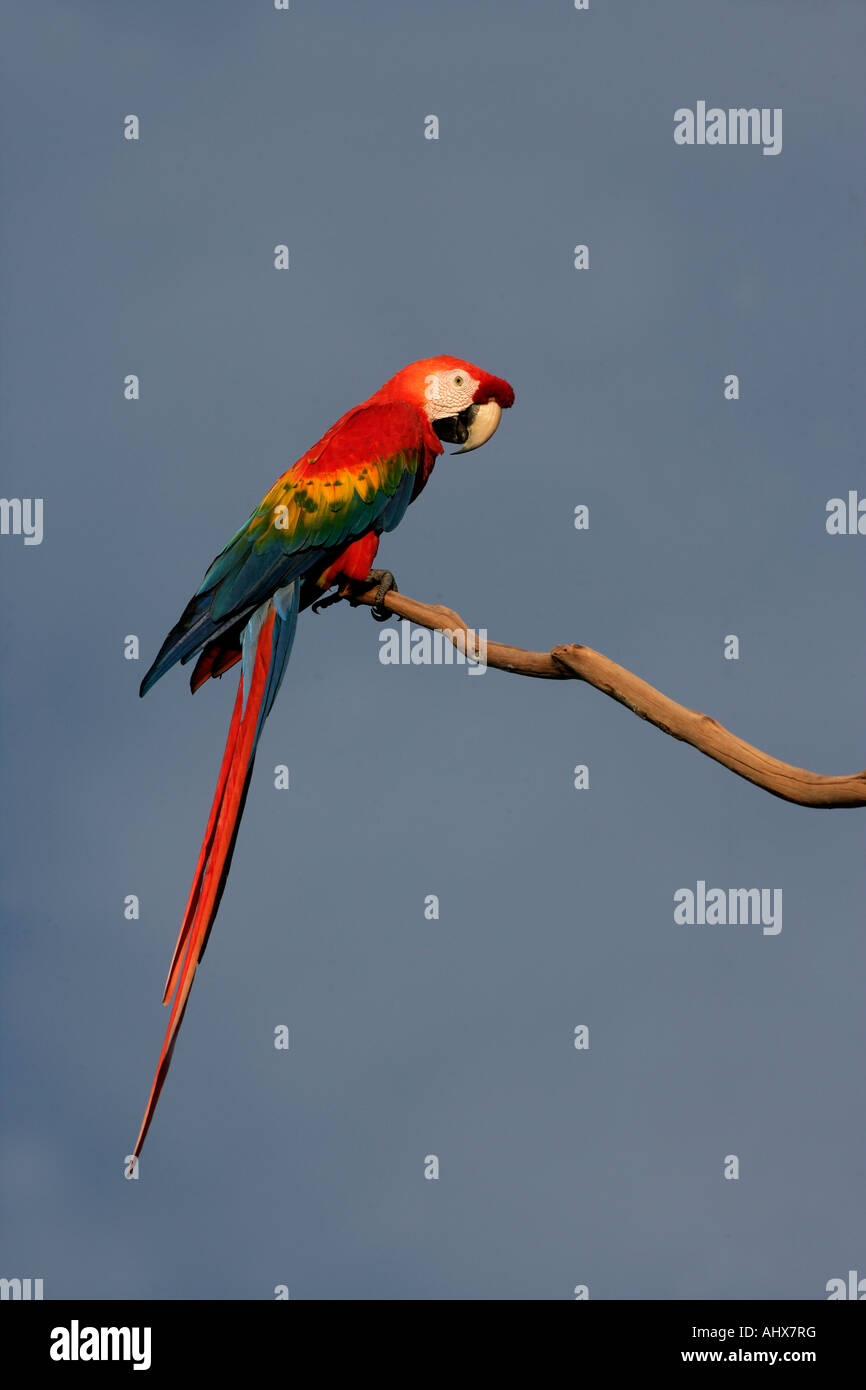 Scarlet macaw Ara macao Brazil Stock Photo