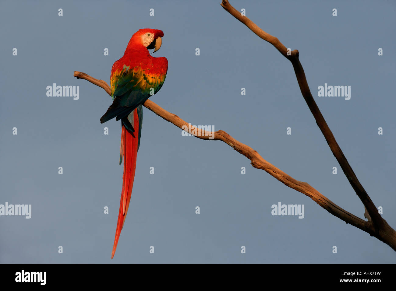 Scarlet macaw Ara macao Brazil Stock Photo