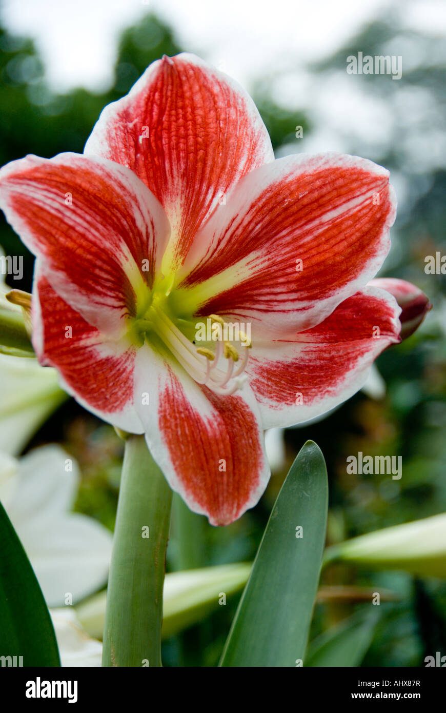 Amaryllis flower close up. Stock Photo
