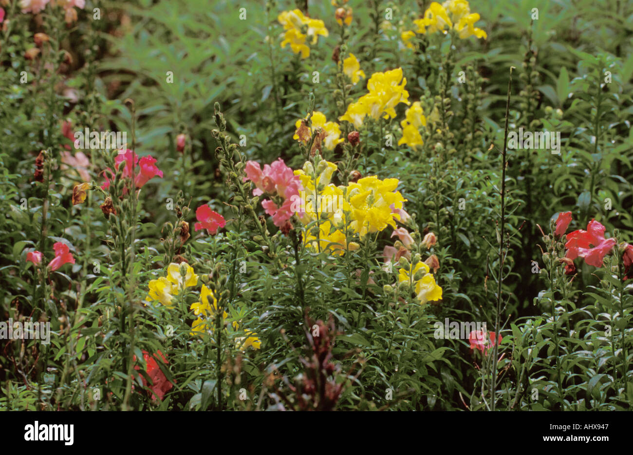 Houston Texas Usa Mercer Botanical Garden Stock Photo 2713926 Alamy