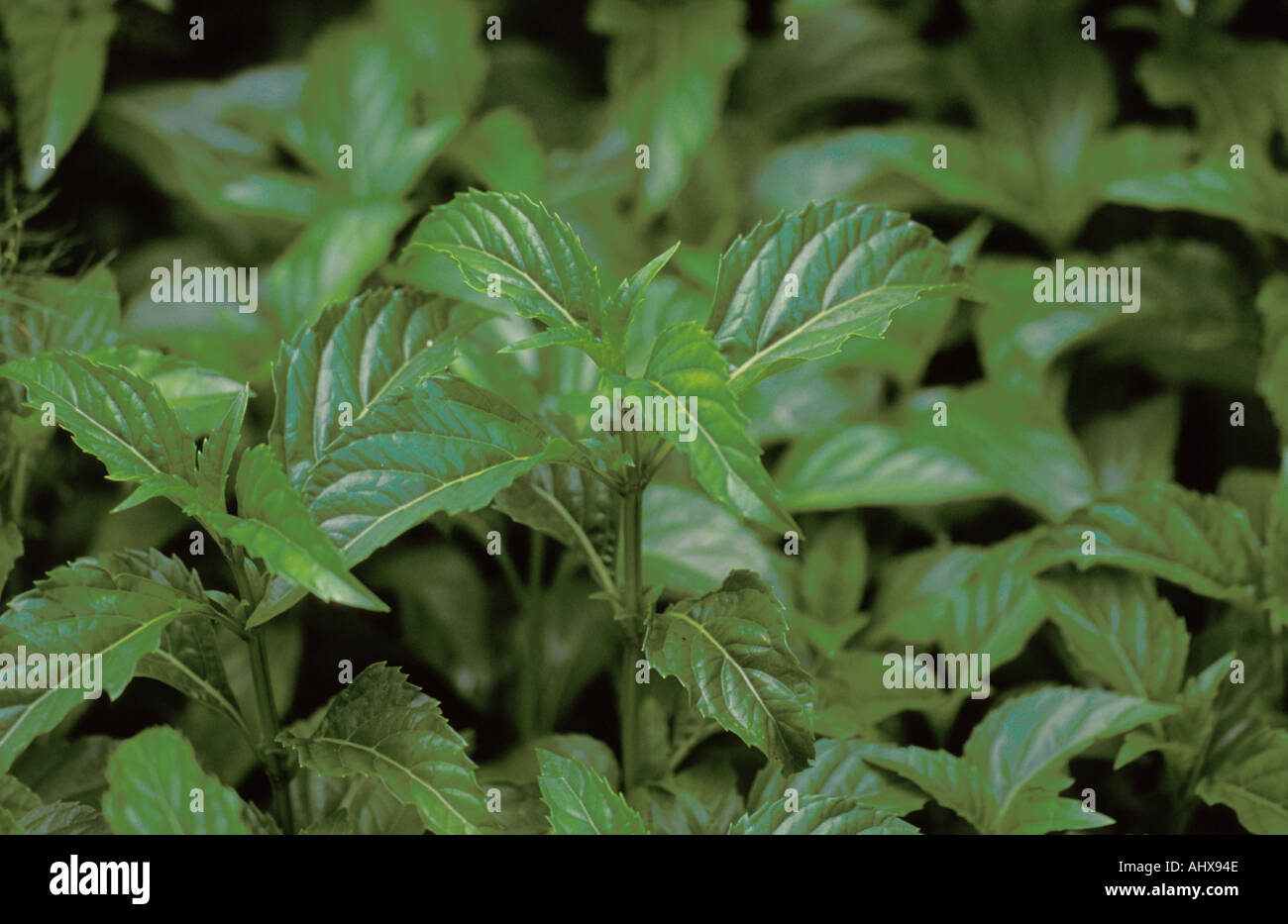 Houston Texas Usa Mercer Botanical Garden Basil Ocimum Basilicum