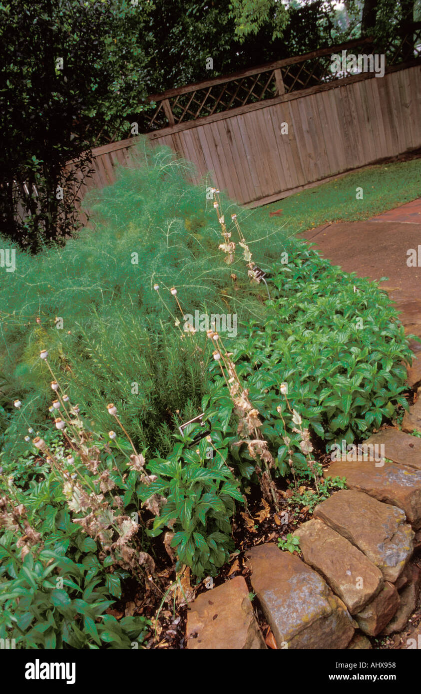 Houston Texas Usa Mercer Botanical Garden Fennel Basil Stock Photo