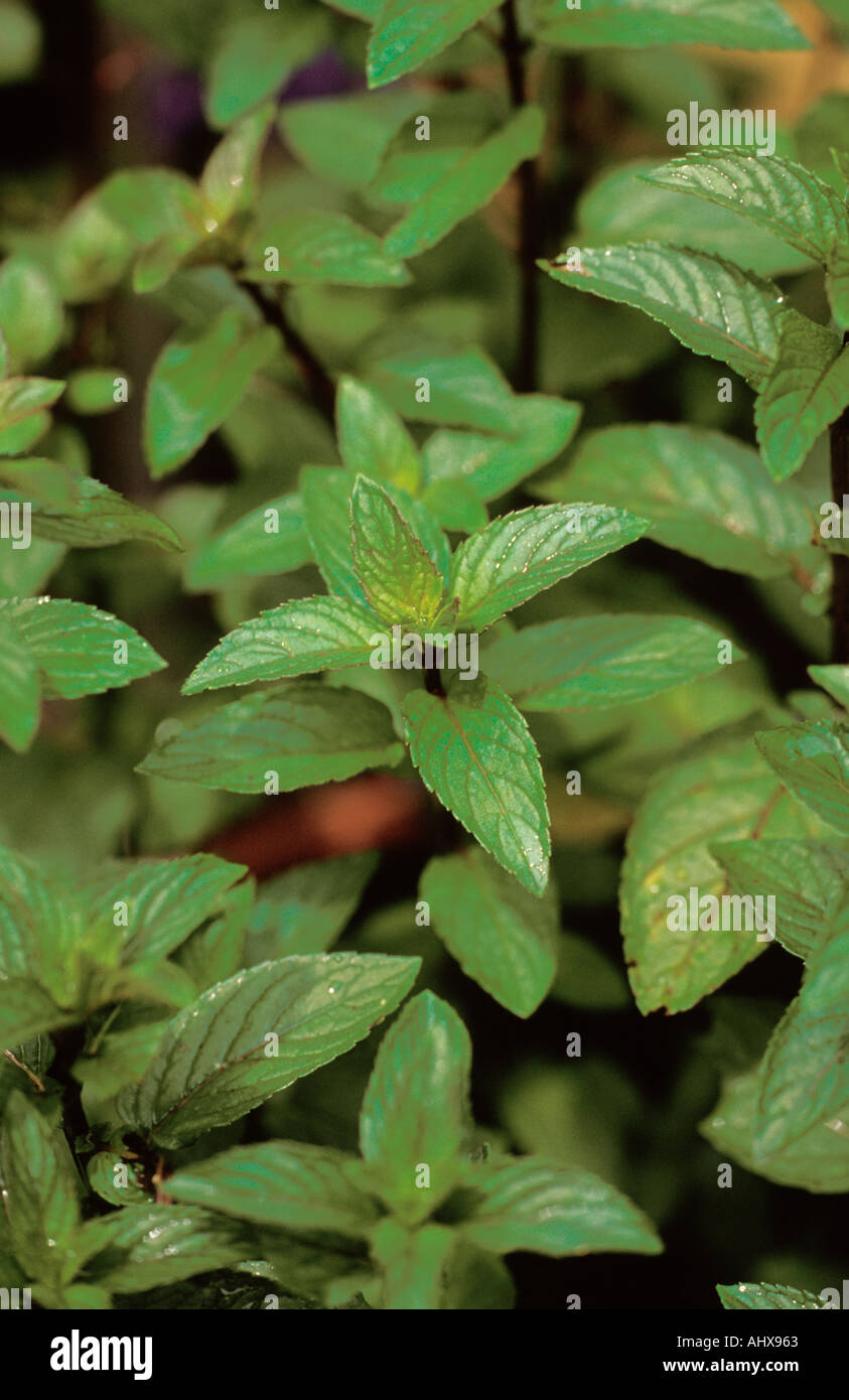 Houston Texas Usa Mercer Botanical Garden Chocolate Mint Mentha X