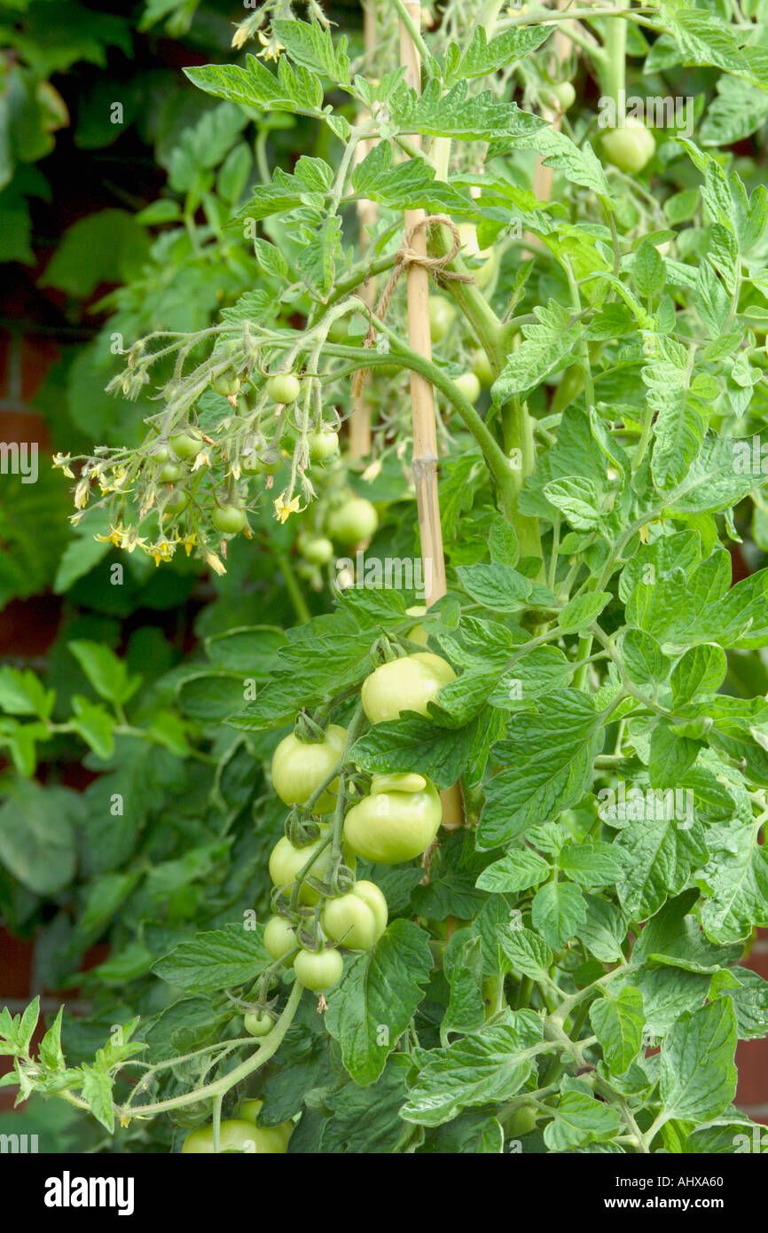Green tomatoes Gardeners Delight Stock Photo Alamy