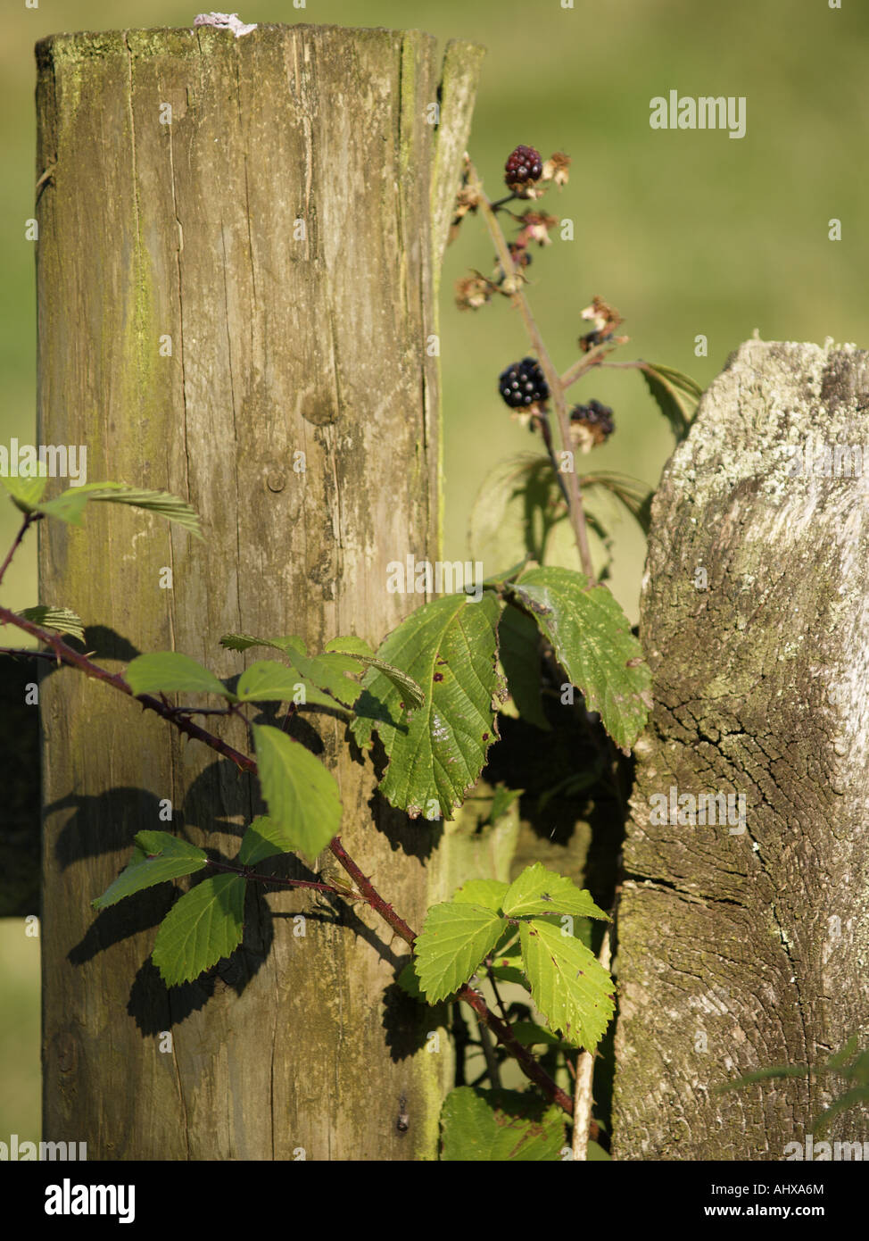 Blackberry bush growing around a wooden fence post Stock Photo