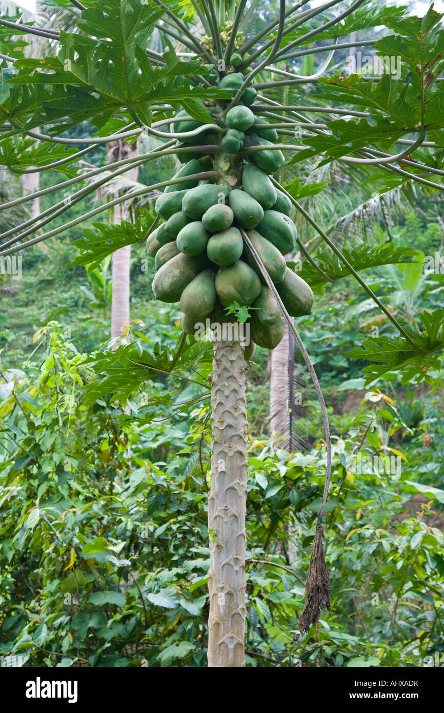 Papaya tree hires stock photography and images Alamy