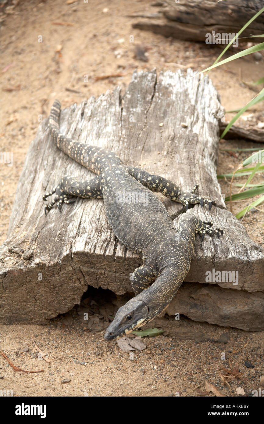 Lace Monitor Varanus varius in Lone Pine Koala Sanctuary wildlife reserve zoo Brisbane Queensland QLD Australia Stock Photo