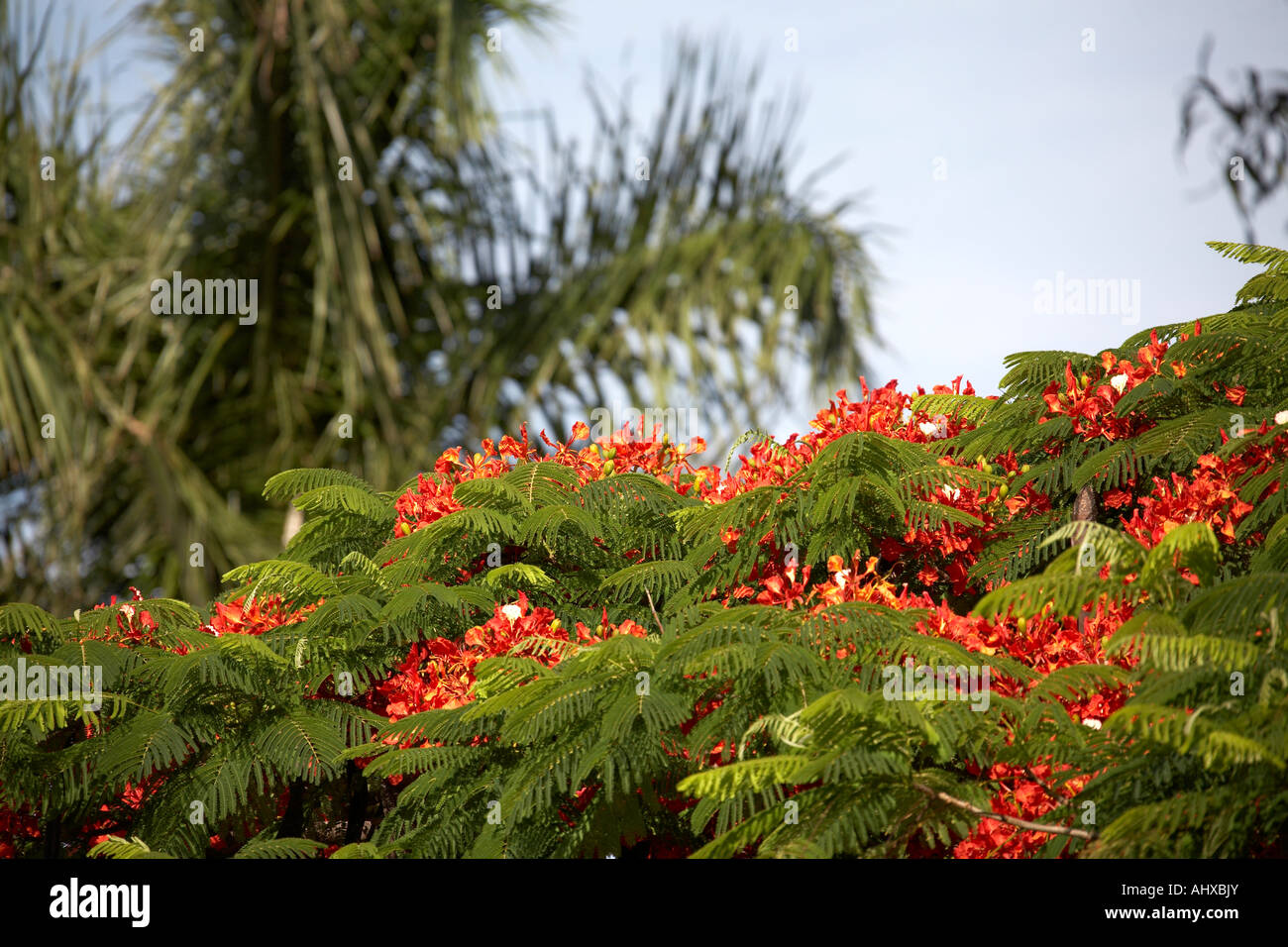 Poinciana ponsiana flamboyant or flame trees with red flowers on South