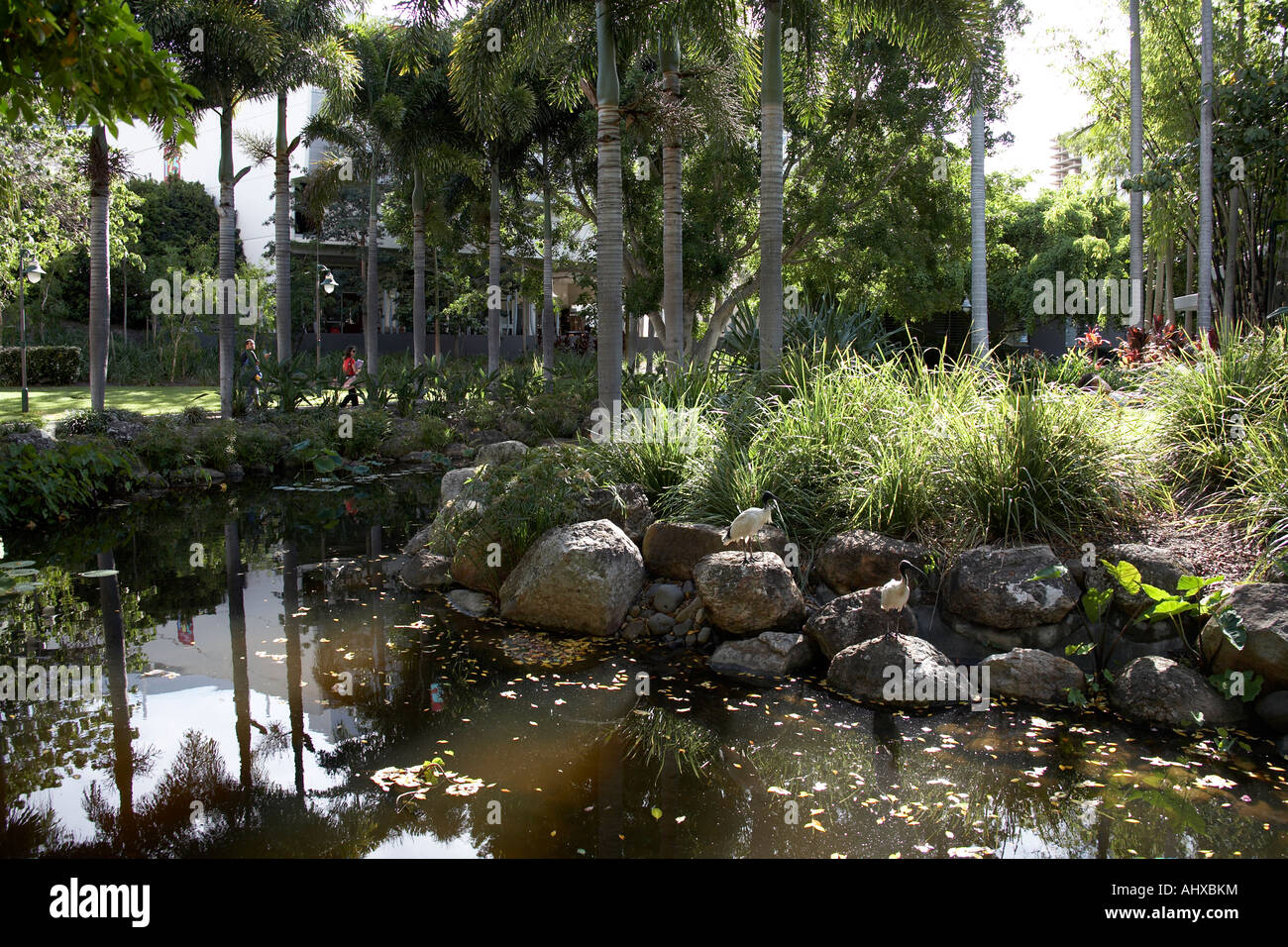 Tranquil pool among trees on South Bank in Brisbane Queensland QLD Australia Stock Photo