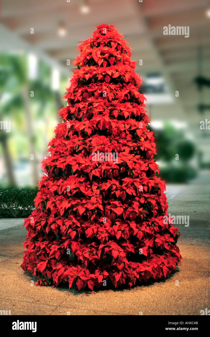 Christmas Tree Poinsettias 