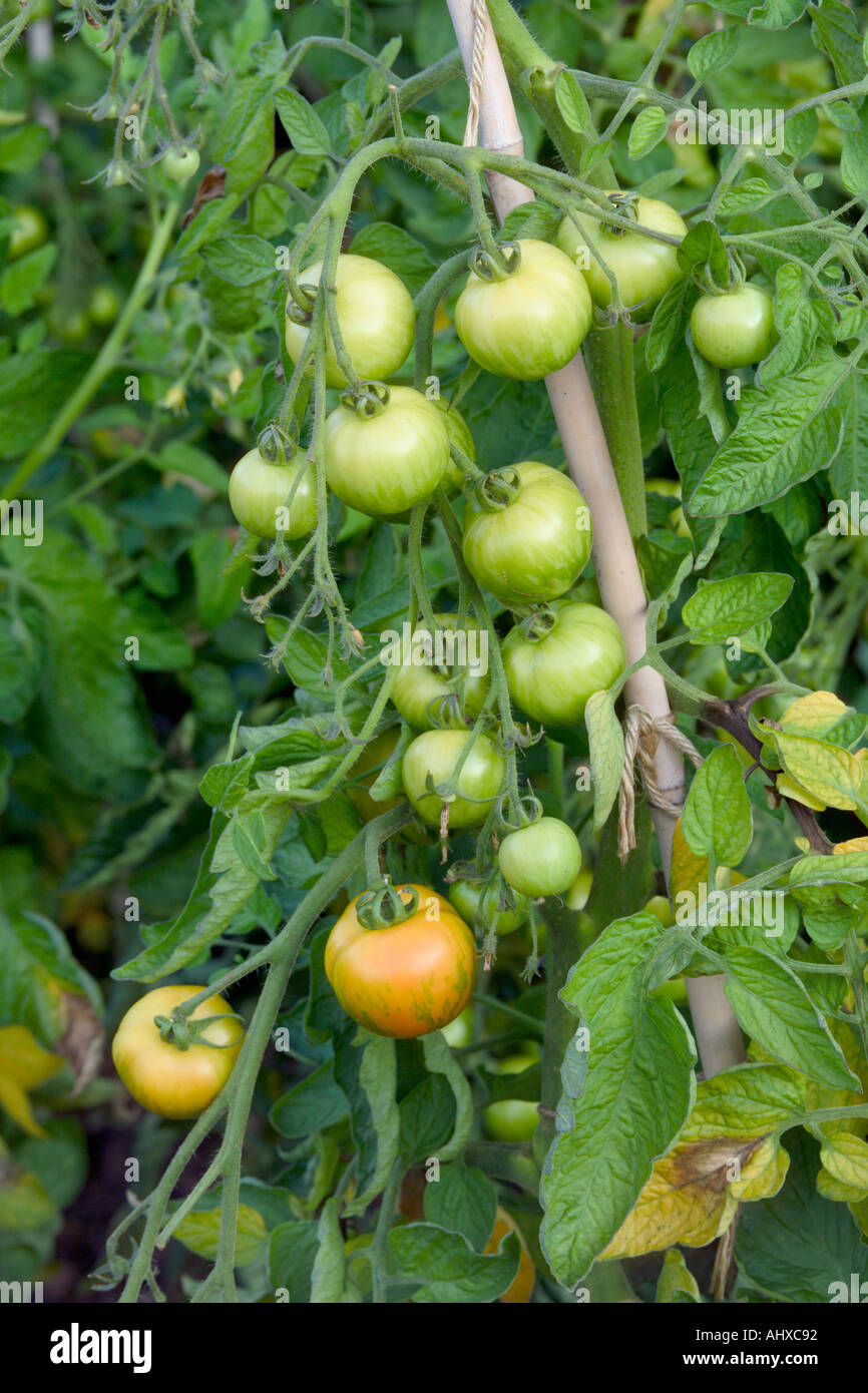 young green tomatoes Gardeners Delight on the vine Stock Photo