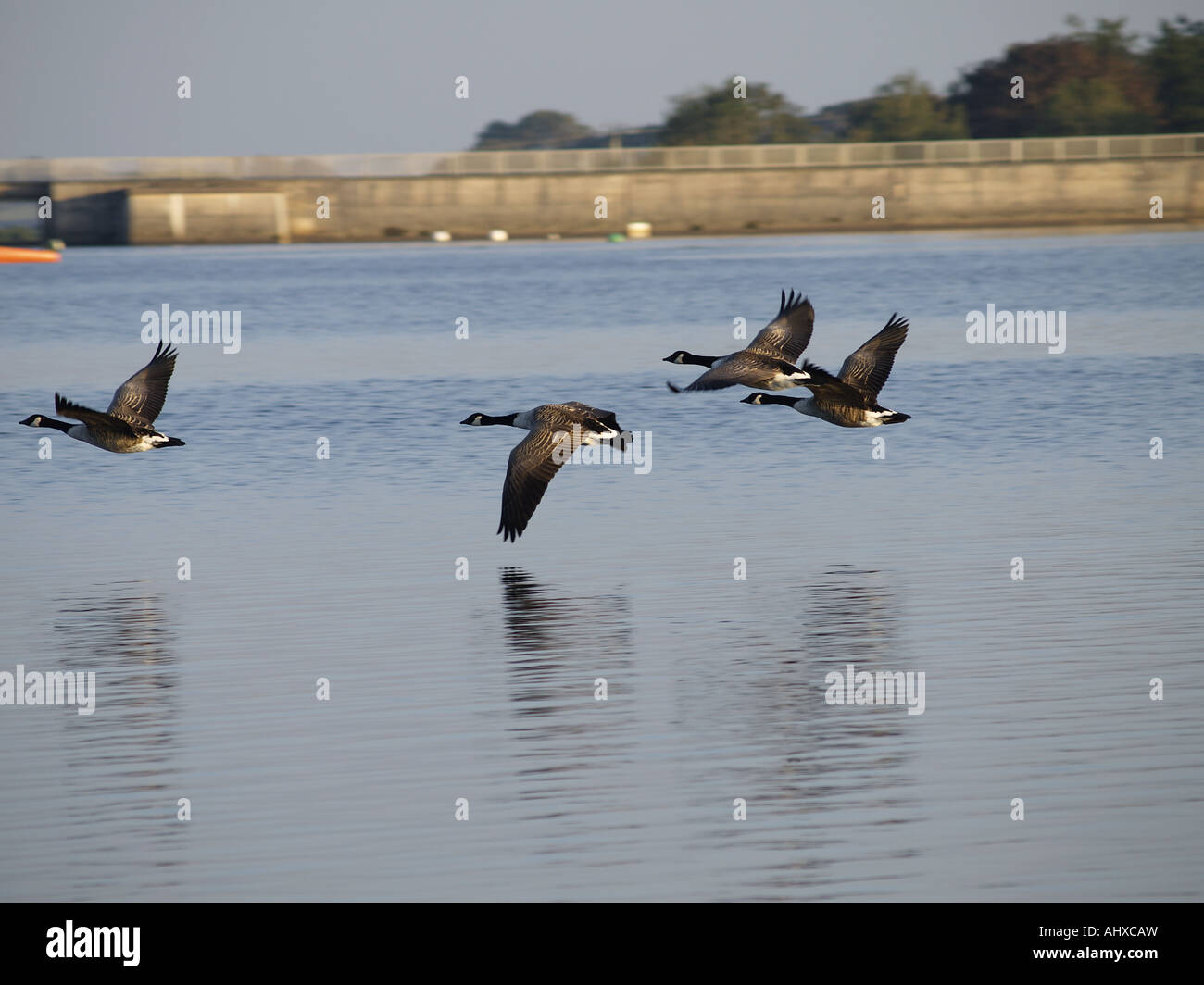 Close up of Canada geese flying very low across Upper Tamar Lakes Stock