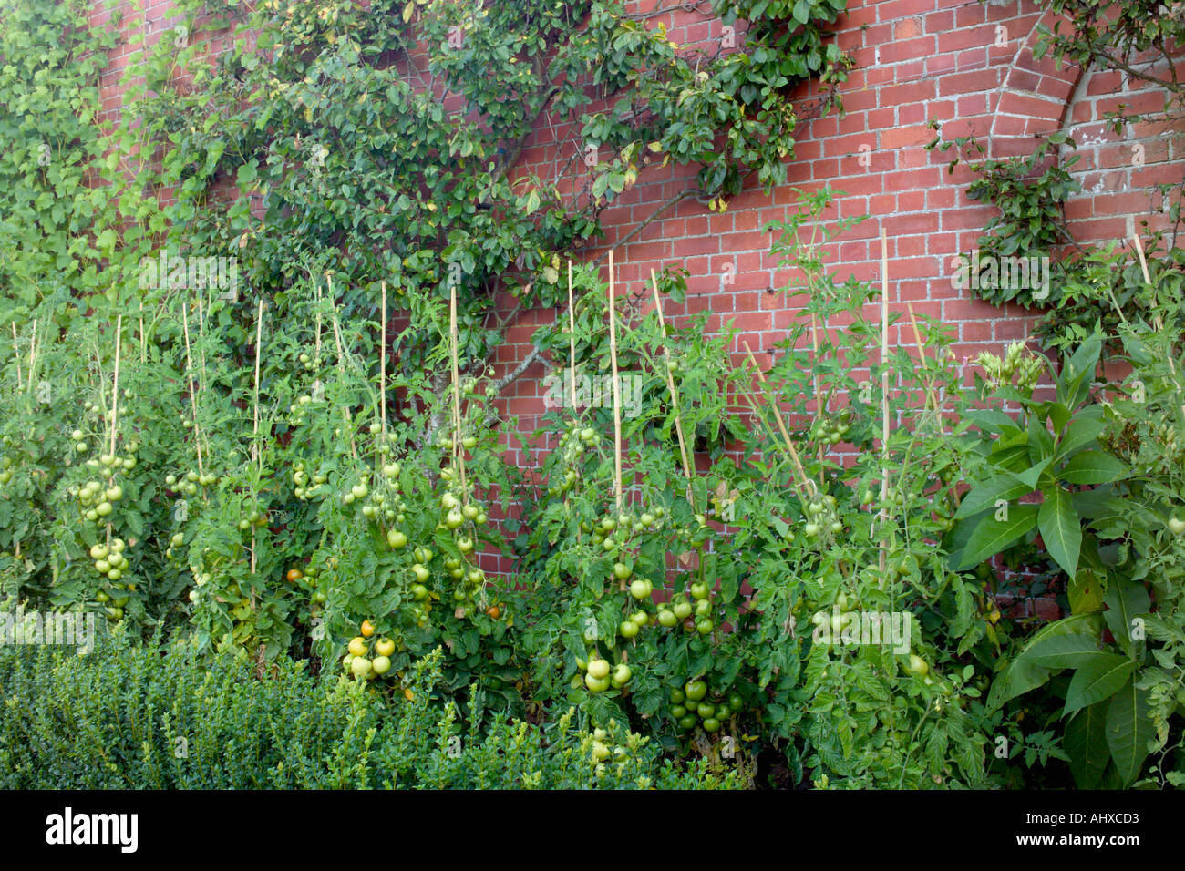 young green tomatoes Gardeners Delight on the vine against brick wall in large kitchen garden Stock Photo