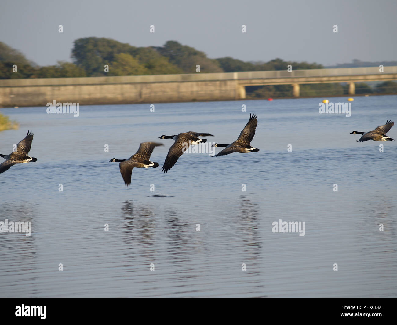 Close up of Canada geese flying very low across Upper Tamar Lakes Stock