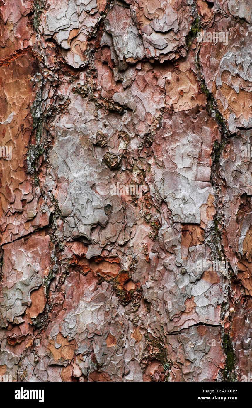 Scots pine bark detail Stock Photo