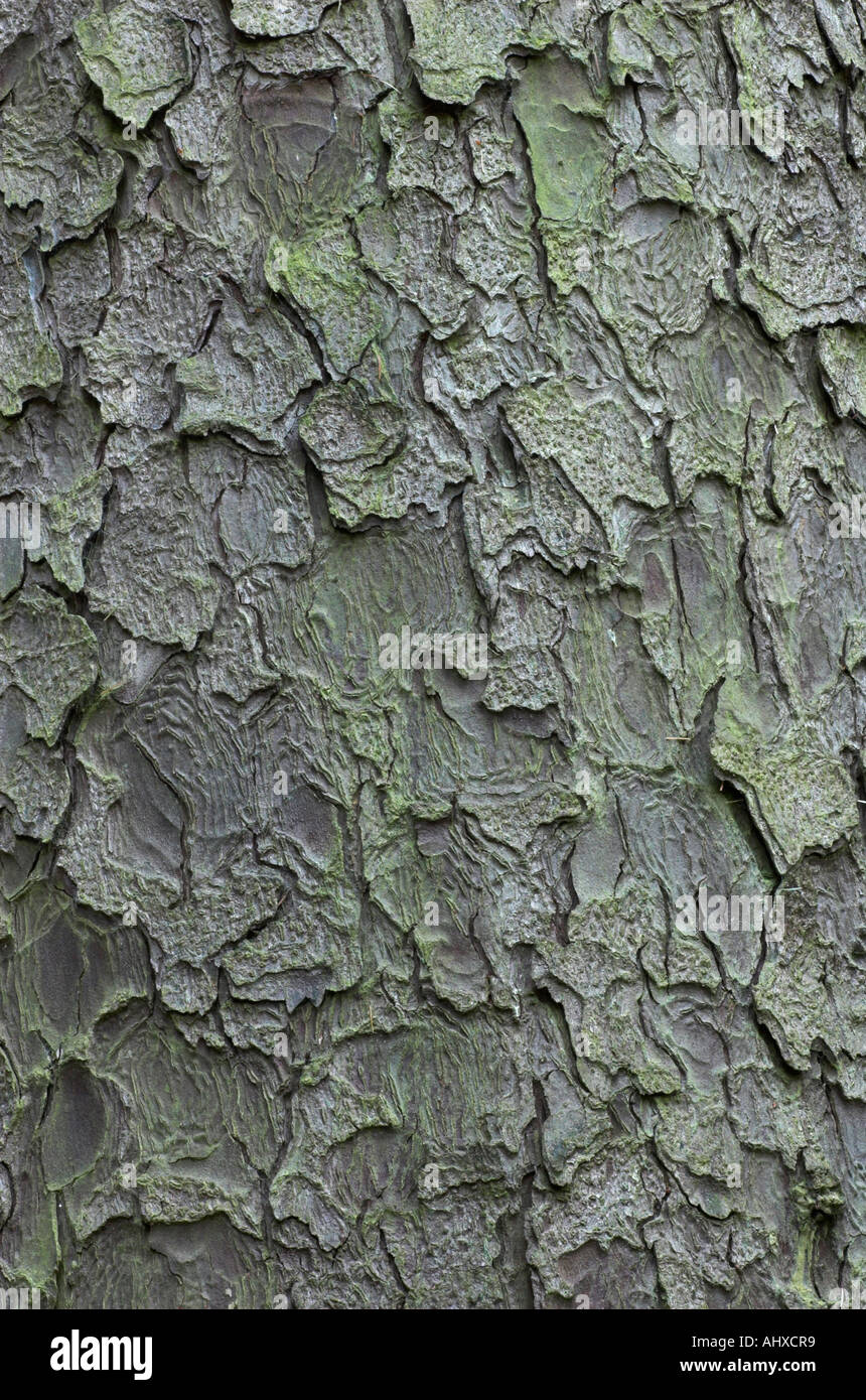 Sitka spruce bark detail Stock Photo