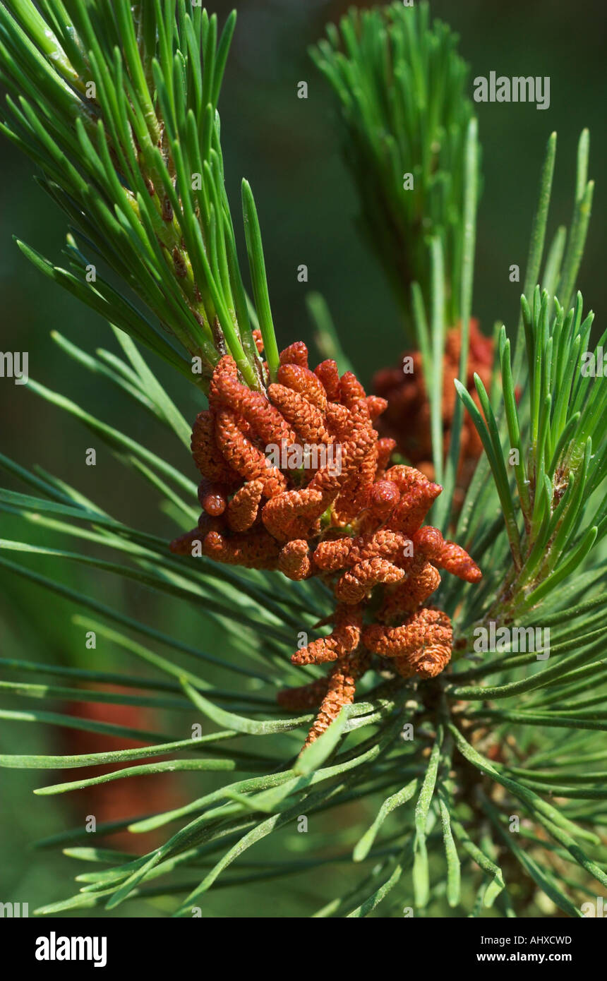 Male cones of Pinus contorta Stock Photo