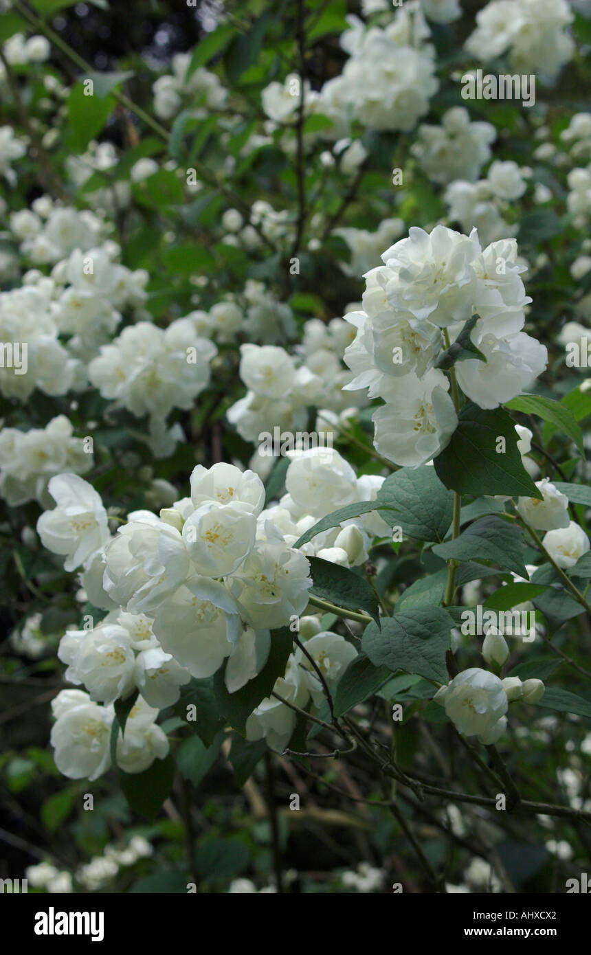 Mock orange Philadelphus x virginalis Stock Photo