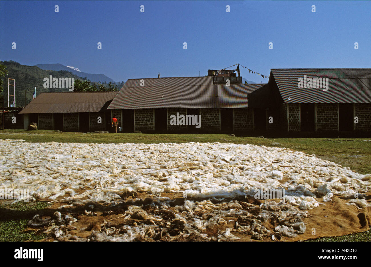 Drying of wool for carpet factory in Tashi Palkhiel Tibetan settlement