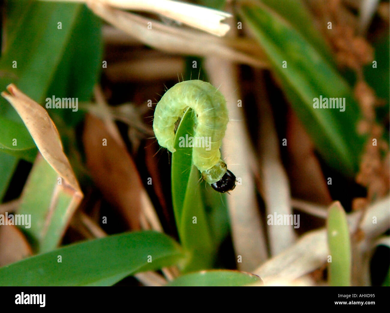Caterpillar on Blade of Grass Stock Photo Alamy