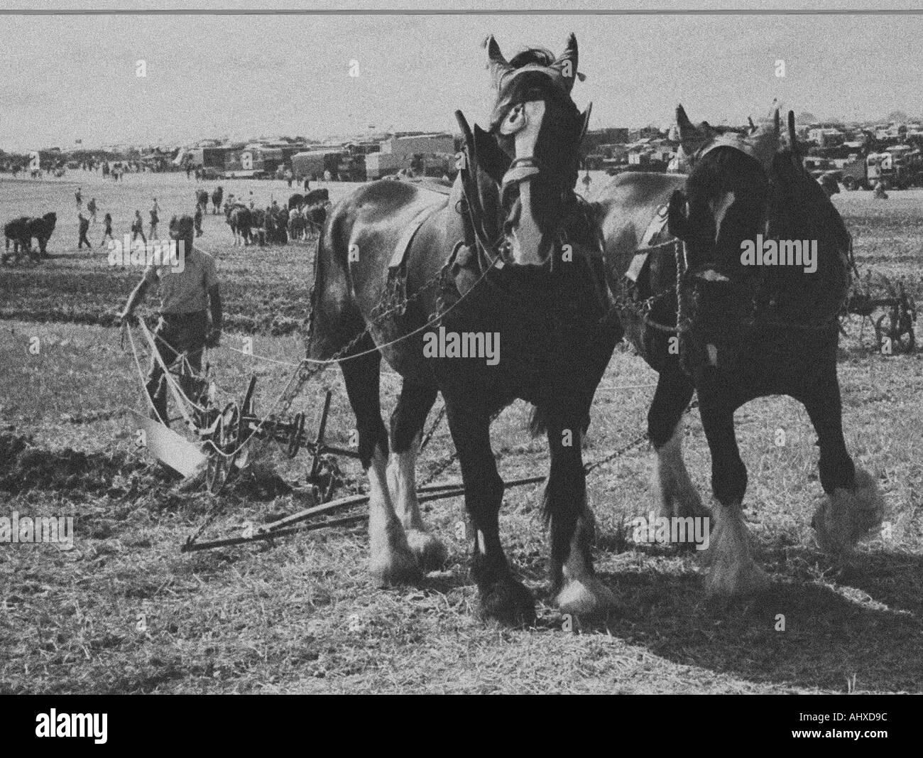 Shire horses Black and White Stock Photos & Images - Alamy