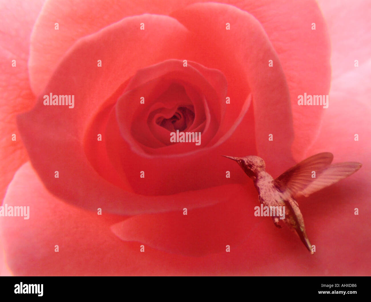 Humming bird and Rose Stock Photo Alamy