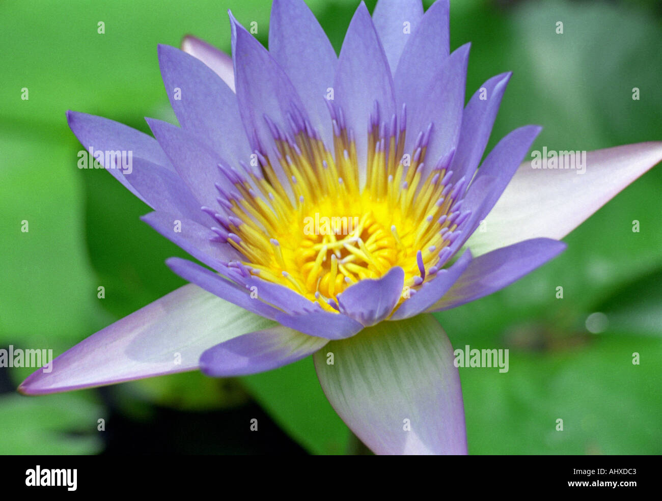 Purple Water Lily In Malaysia High Resolution Stock Photography And Images Alamy