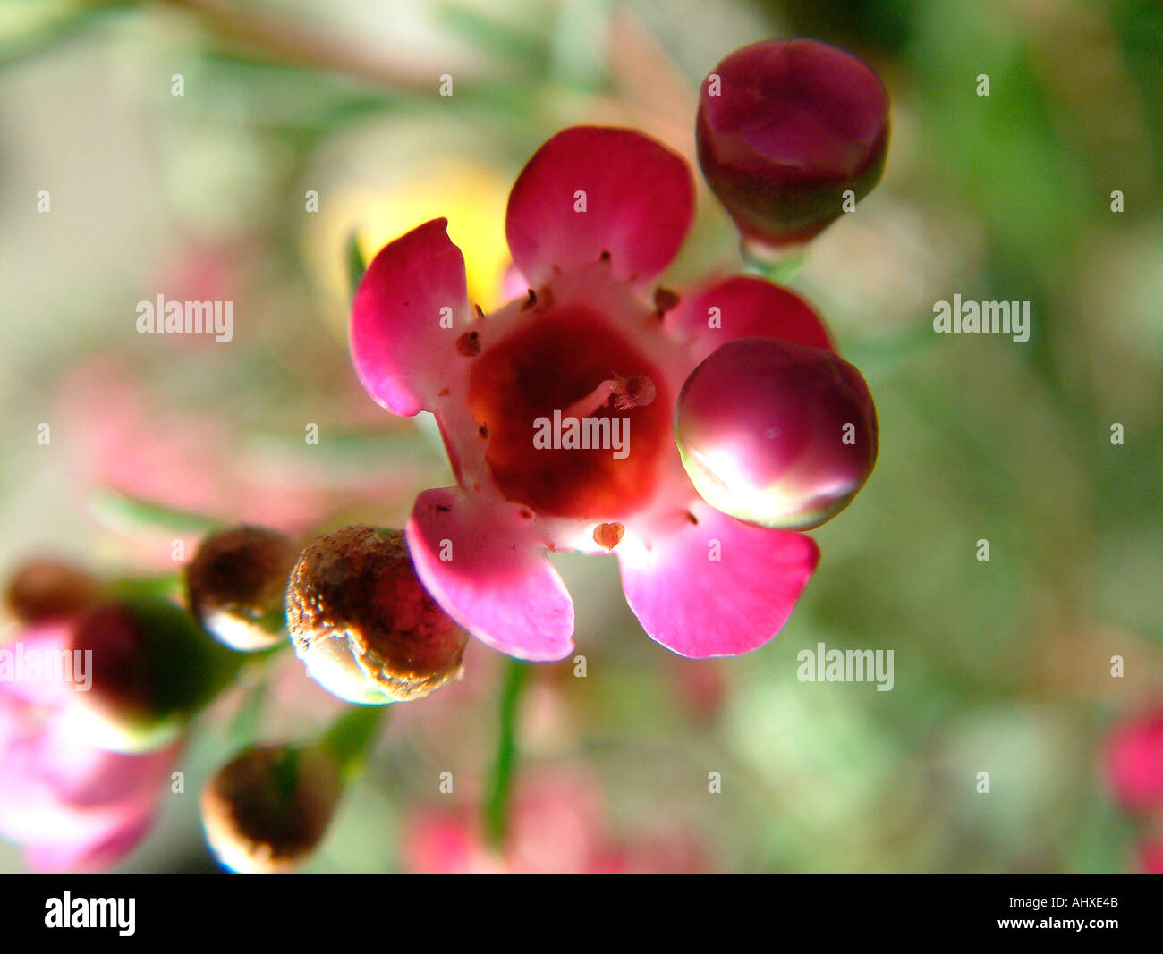 Hedge flower at 20X magnification Stock Photo