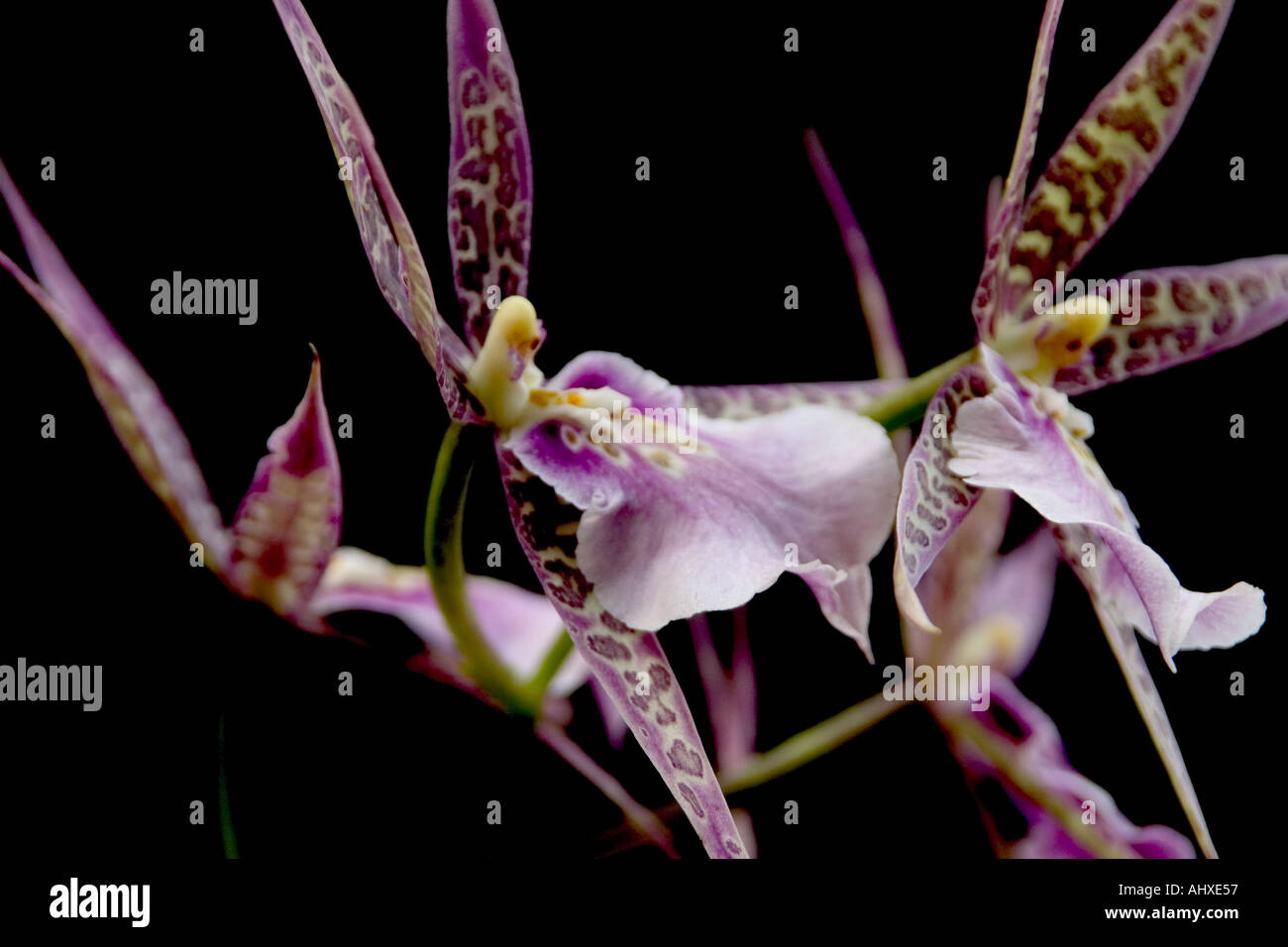 Purple Brassia Orchid Stock Photo