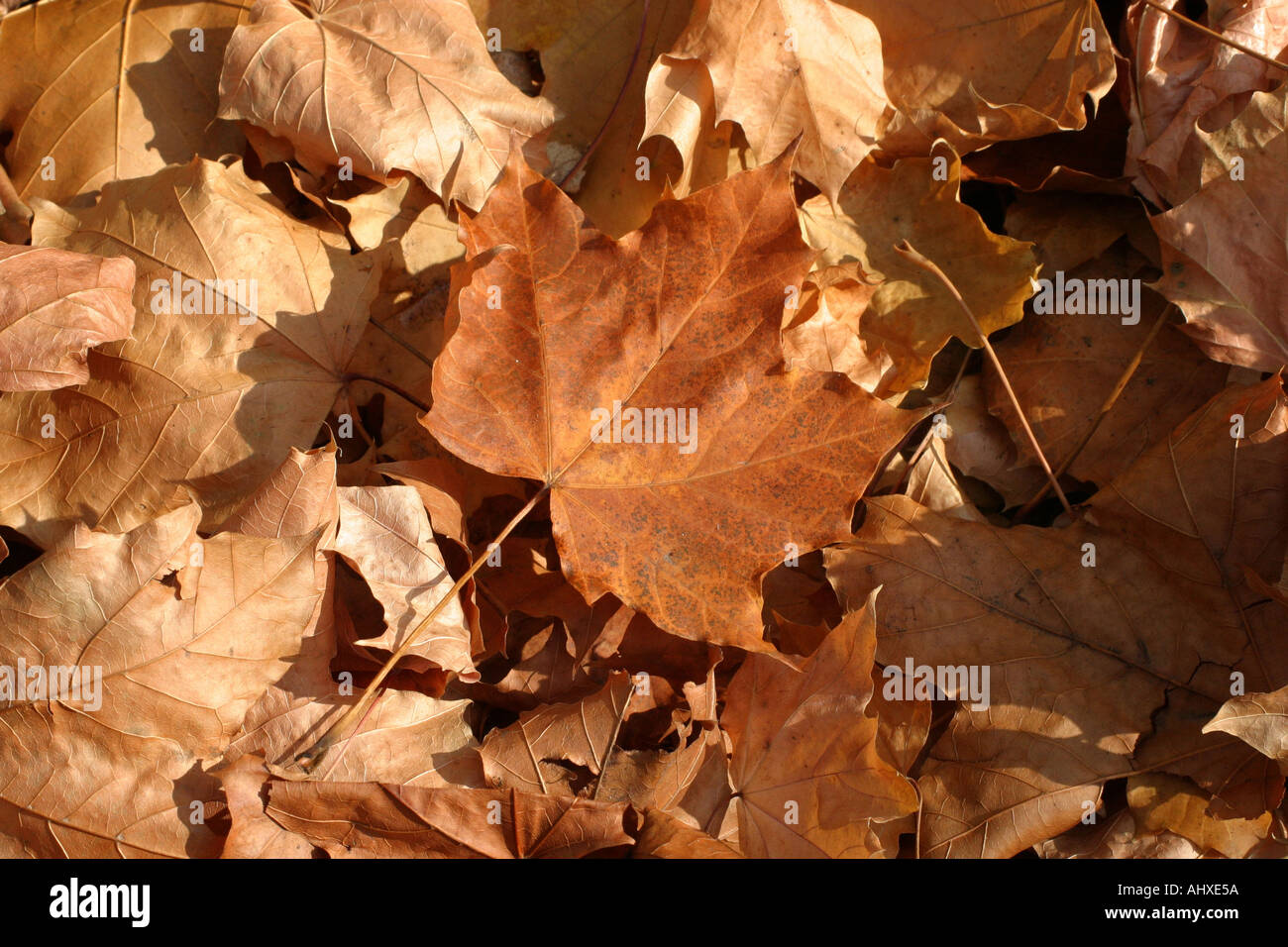Crisp brown autumn leaves in a crunchy carpet Stock Photo Alamy
