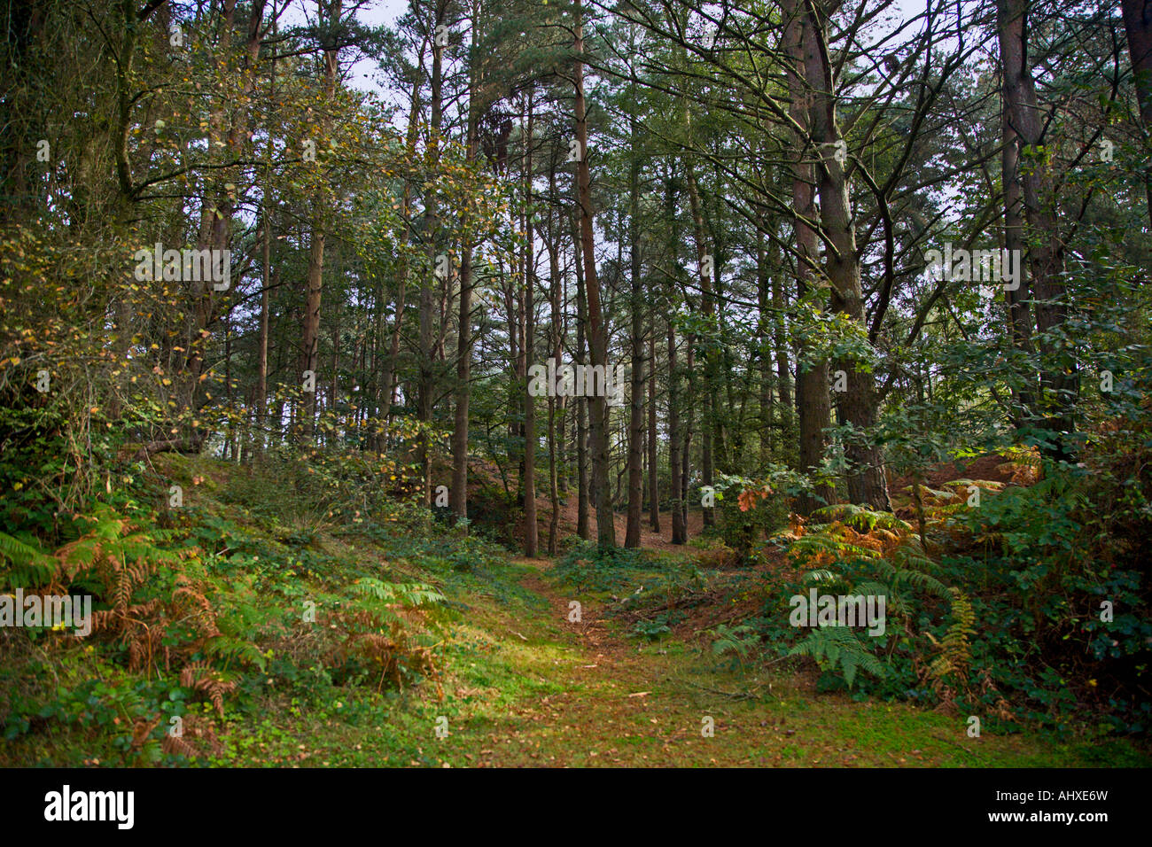 Woodland at Crossways, Dorset, England Stock Photo Alamy