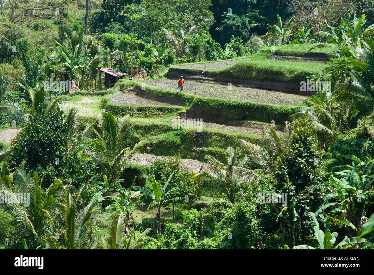 Rice Terraces Ayung River Gorge Ubud Bali Indonesia Stock Photo