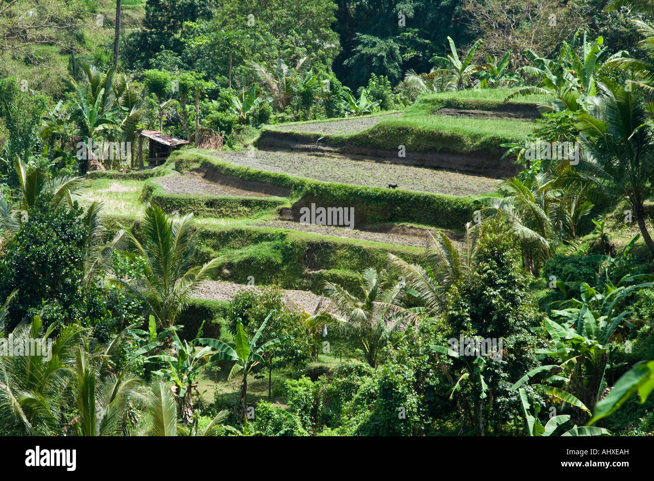 Rice Terraces Ayung River Gorge Ubud Bali Indonesia Stock Photo