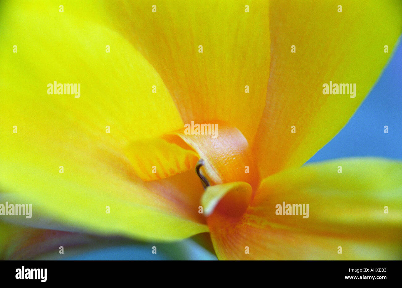 Saffron icon hi-res stock photography and images - Alamy