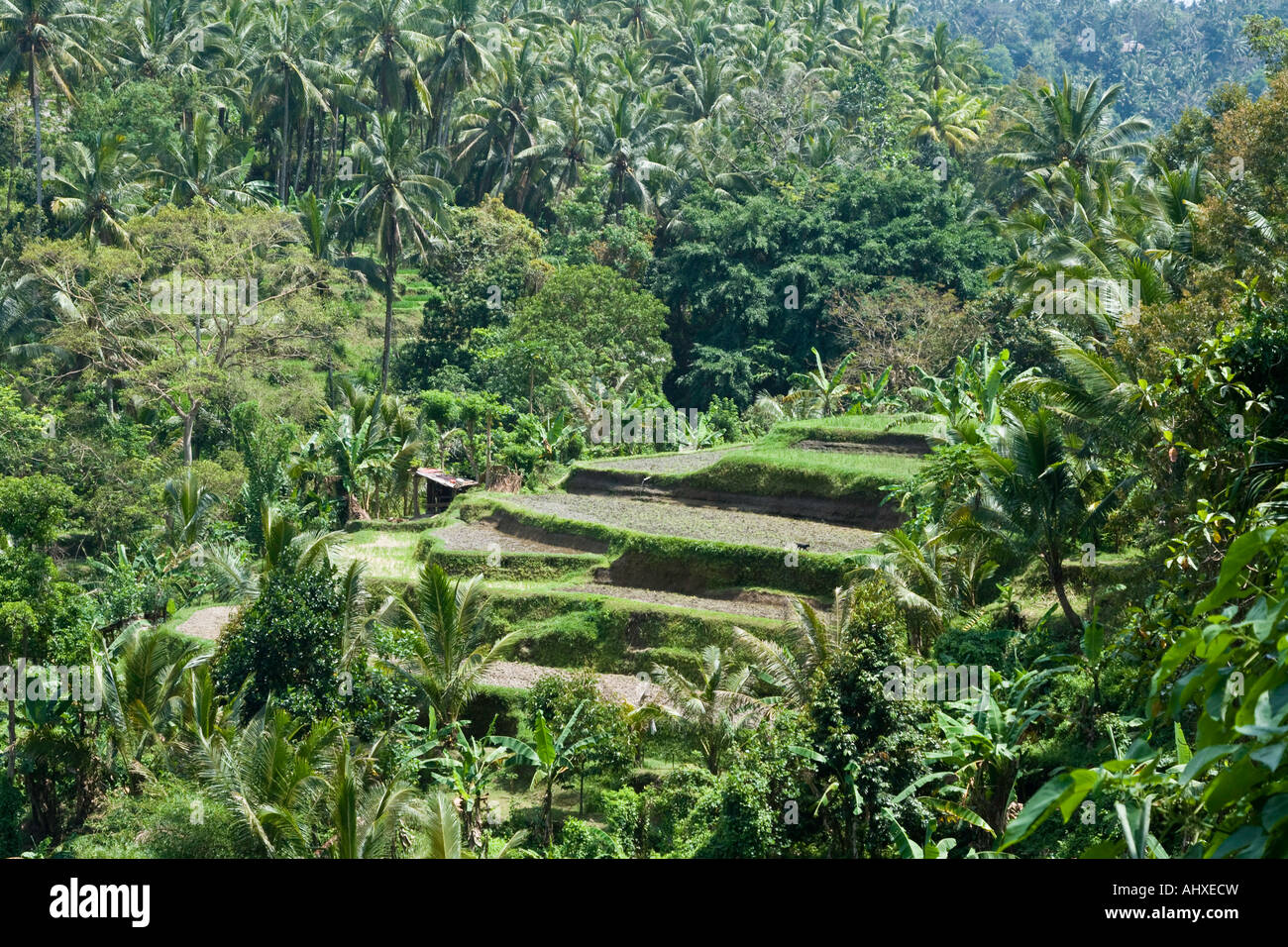 Rice Terraces Ayung River Gorge Ubud Bali Indonesia Stock Photo