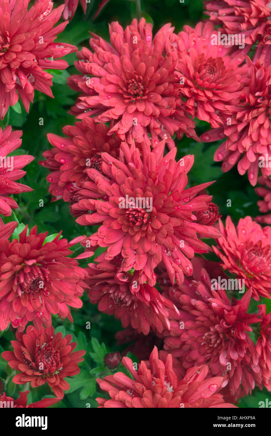 Chrysanthemum Gala Stock Photo