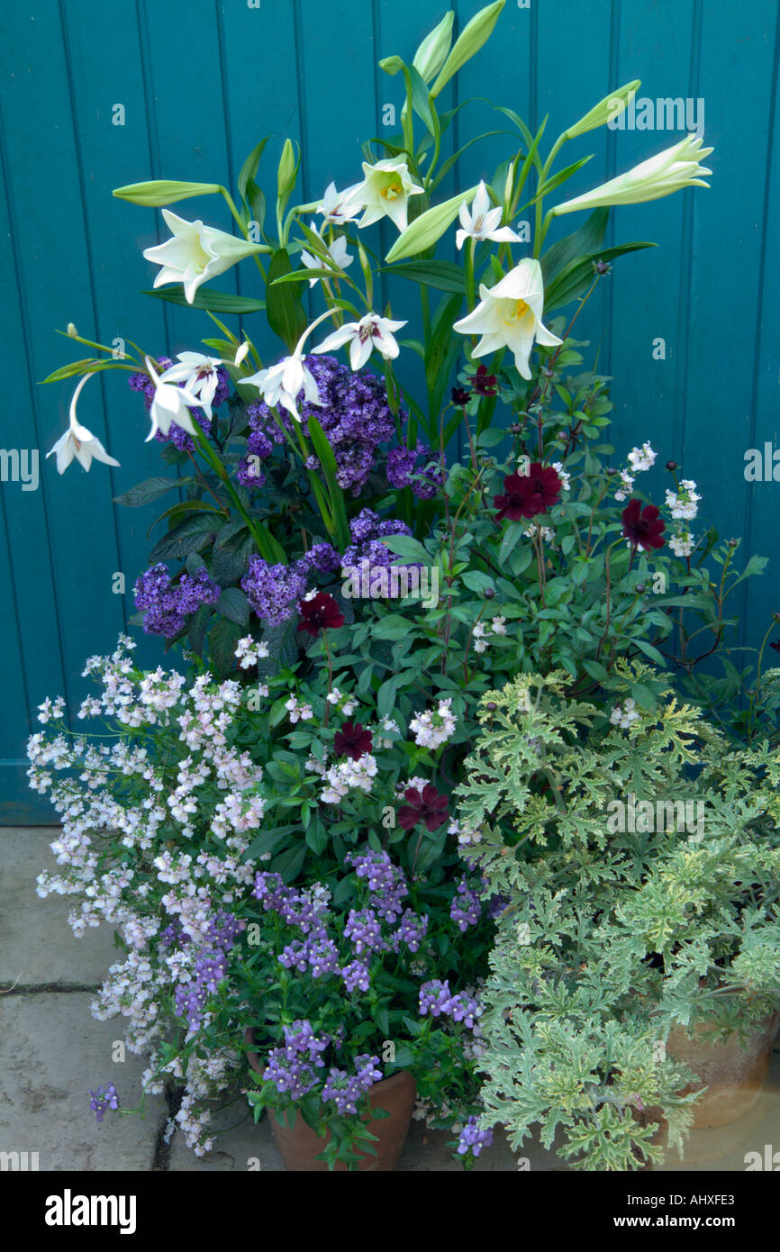 Cool blue containers planting with Lilium regale Cosmos atrosanguineus and Verbena Stock Photo