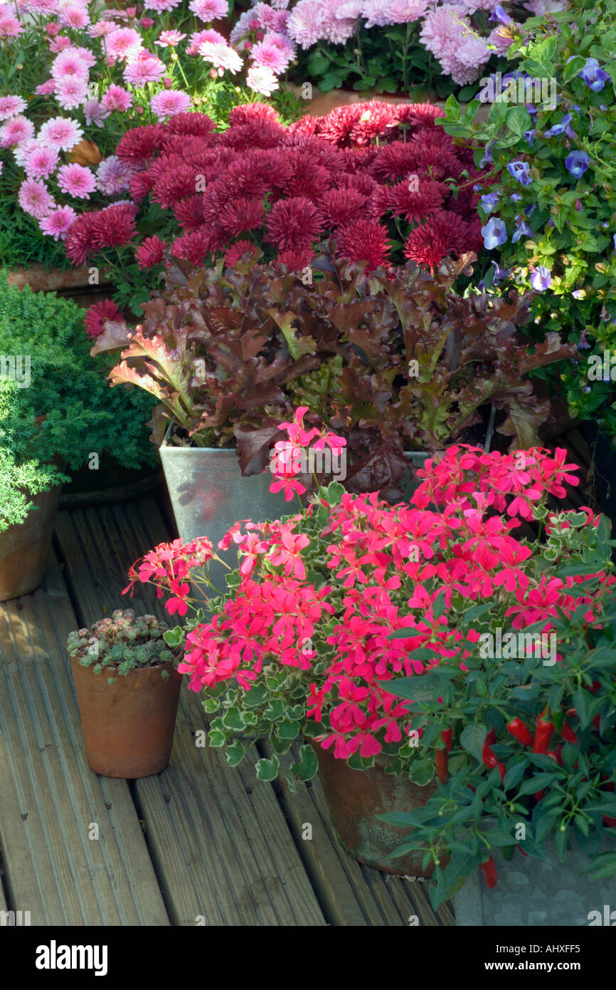 contemporary metal containers with summer colour and edible plants on decking Stock Photo Alamy