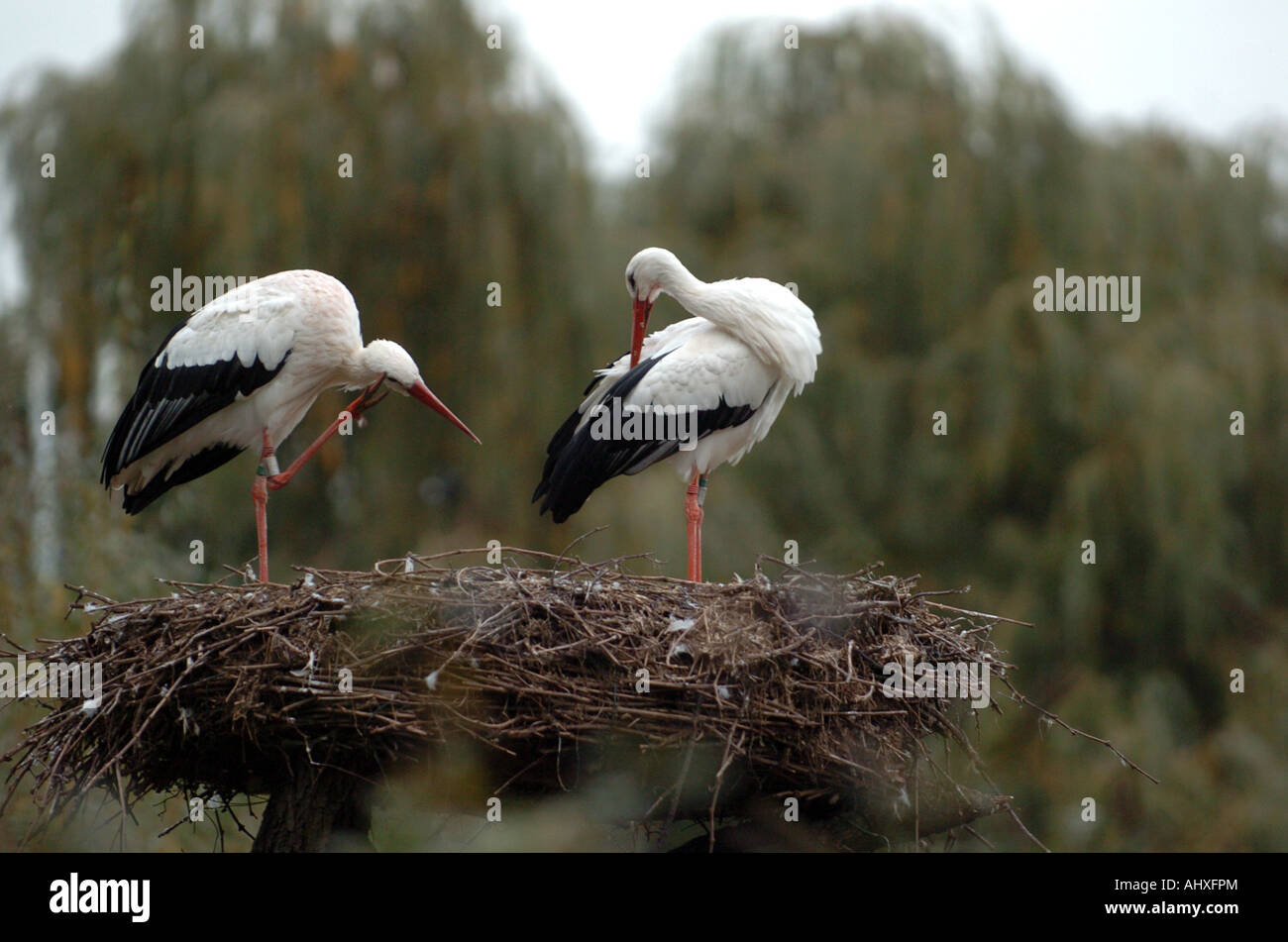 Stork cleaning storks nest hi-res stock photography and images - Alamy