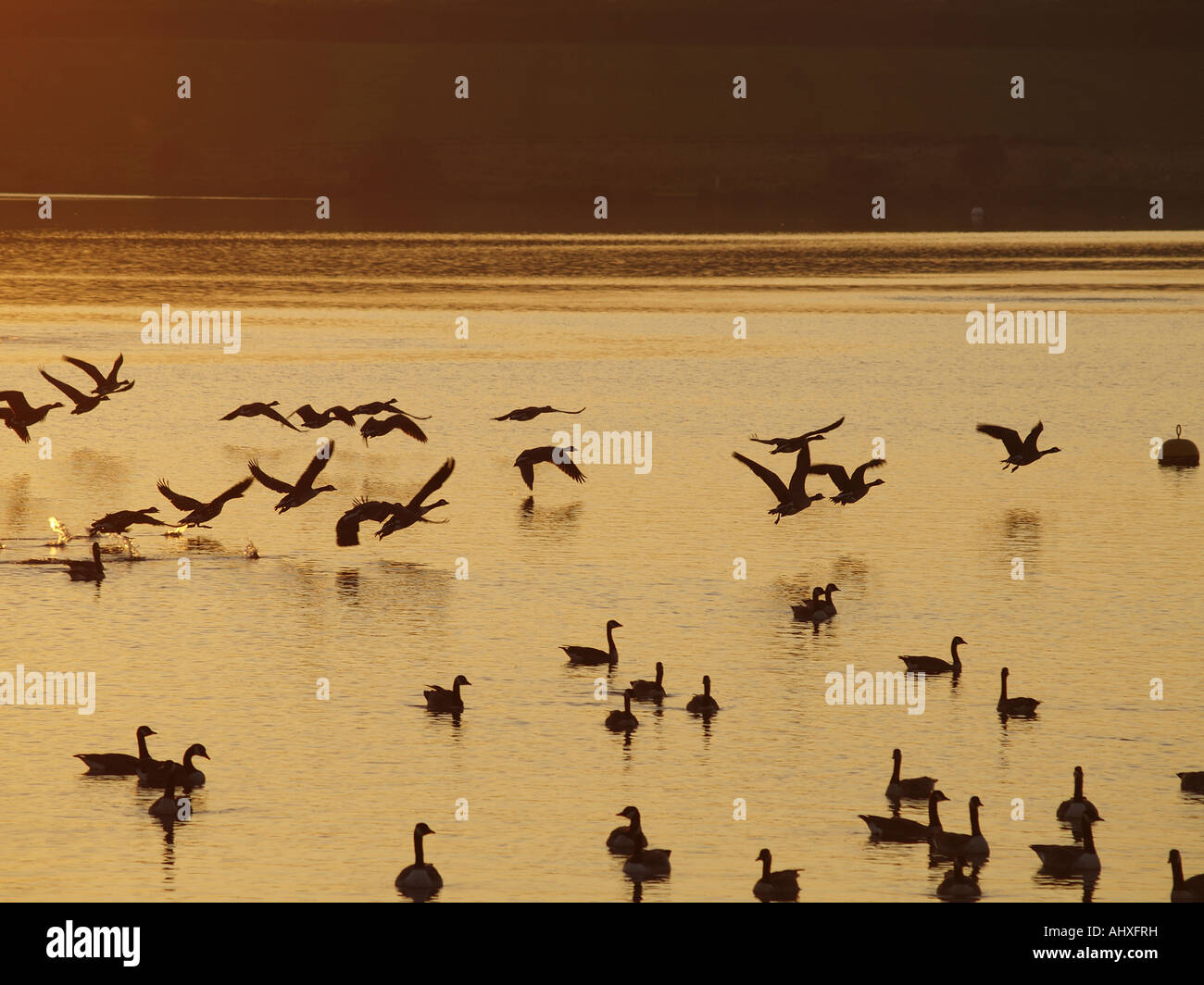 Silhouettes of Canada geese flying and swimming on Upper Tamar Lakes