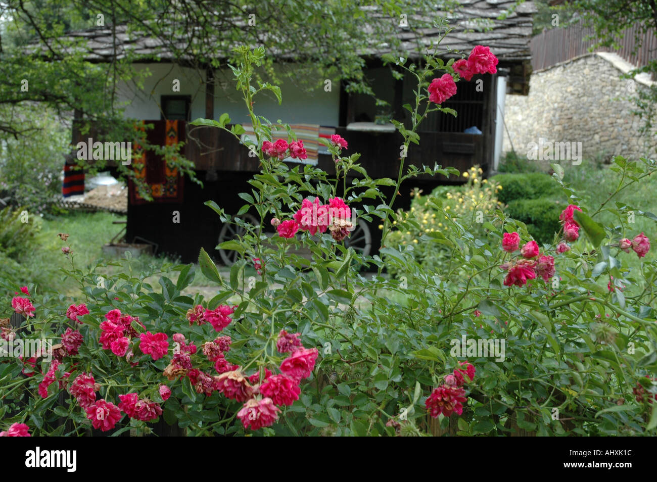 roses in front of a old Bulgarian traditional rustical house in the mountains Stock Photo