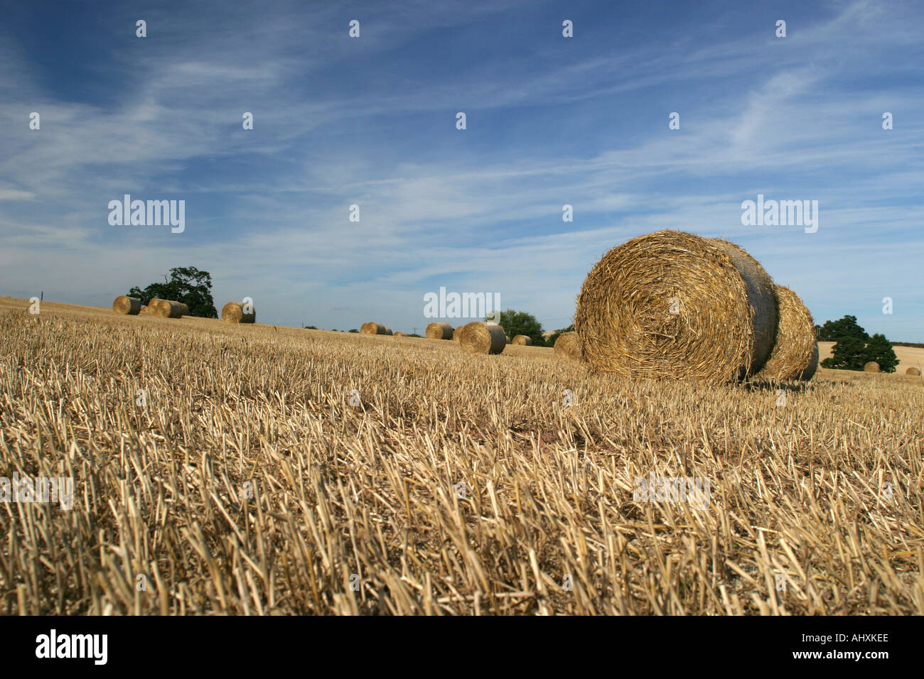 Circular Straw Bales UK Stock Photo Alamy