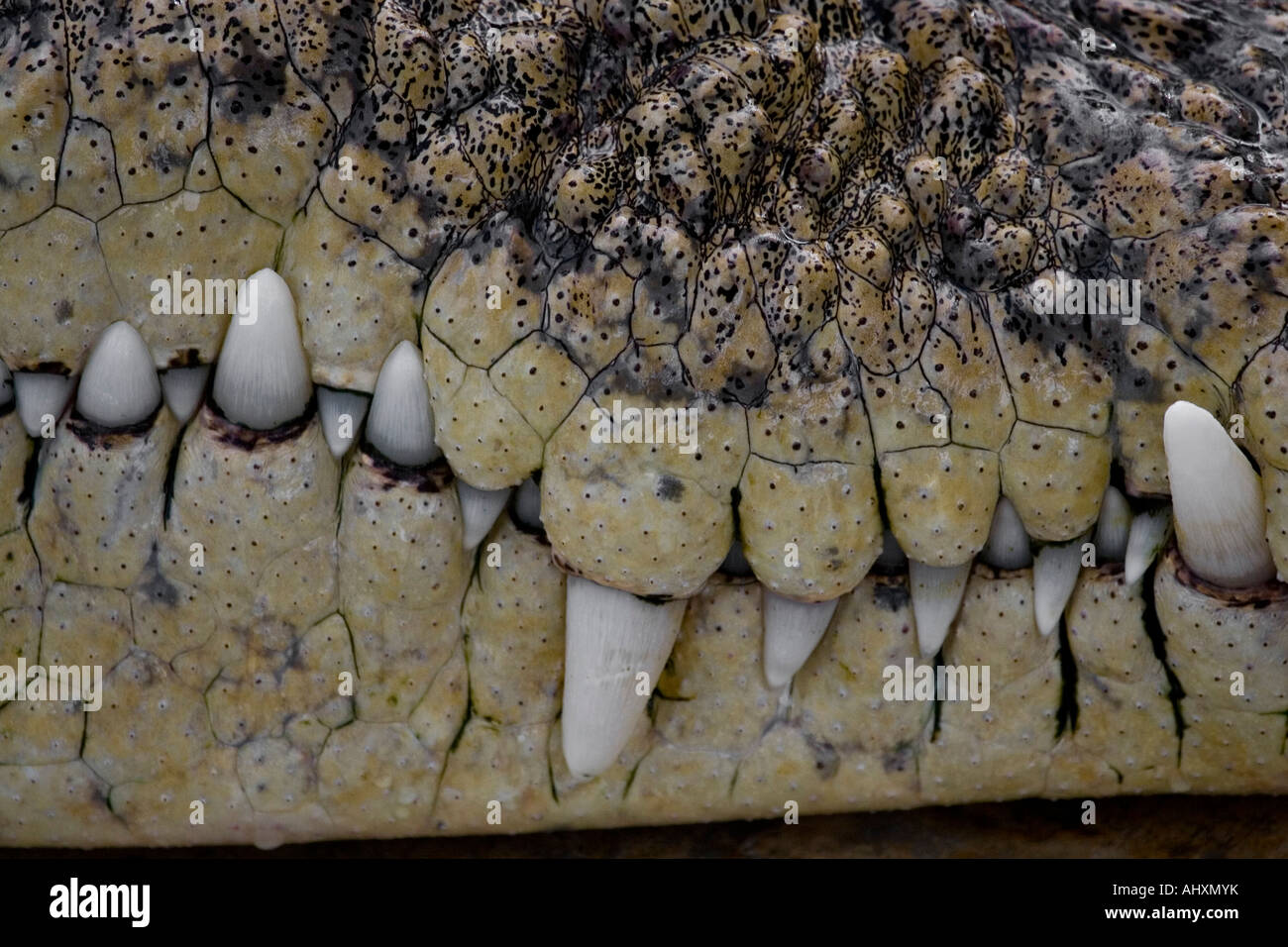 A row of crocodile teeth Stock Photo