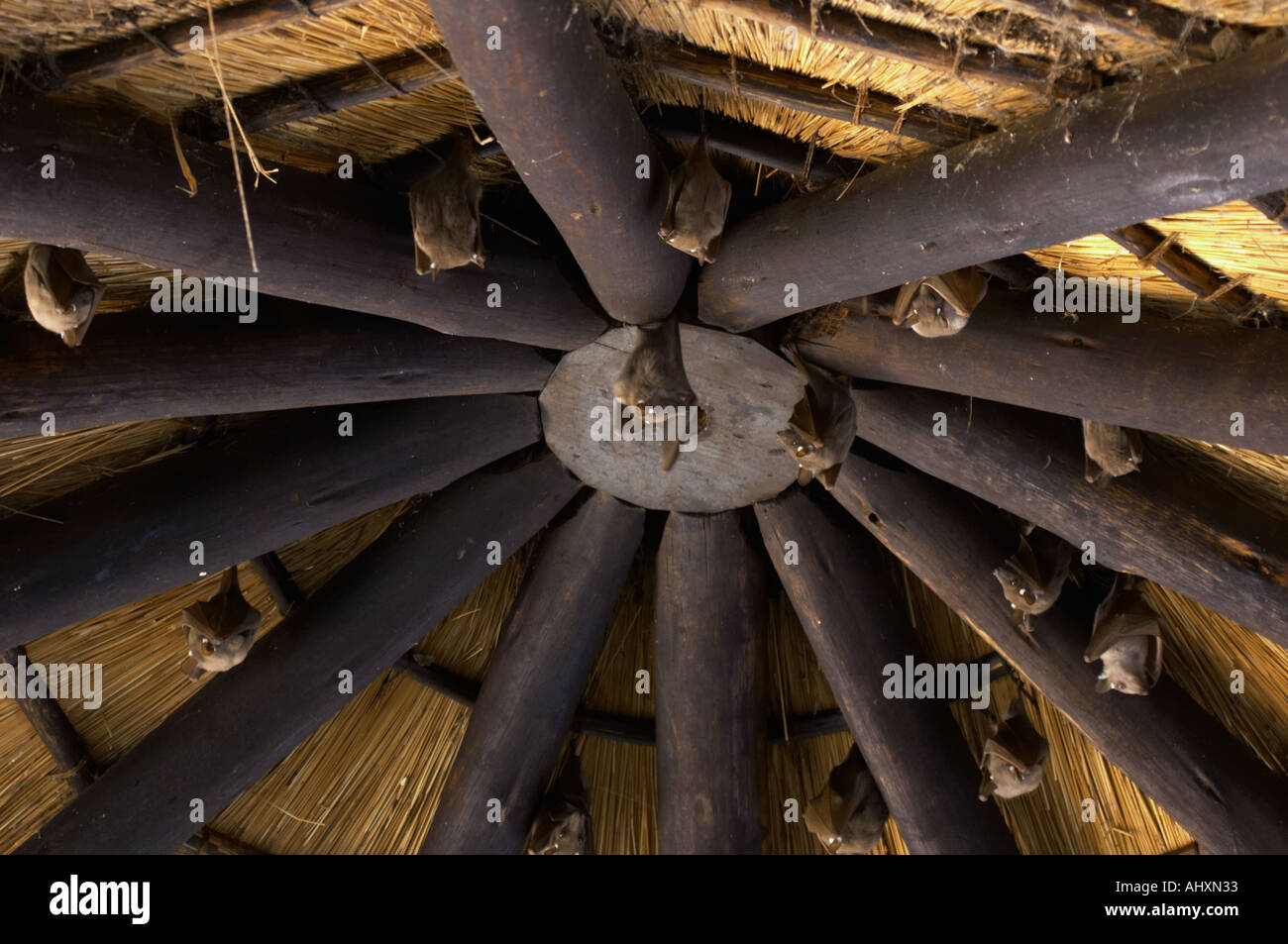 Bats in the roof of a thatched roof in Kruger National Park Stock Photo
